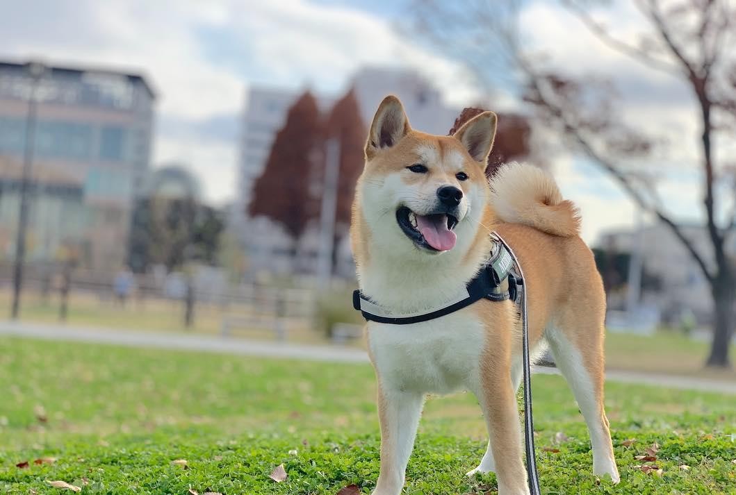 家犬长青长白爱发电图片