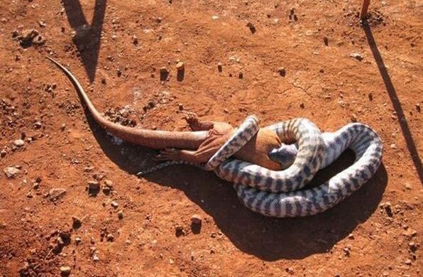 蟒蛇与巨型蜥蜴展开搏斗,蜥蜴不敌最终被蟒蛇活吞