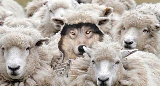 sheep羊崽对象图片