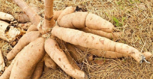 这种树根就是"木薯",它也叫做"树葛",但并不是山里常见的葛根,而且一