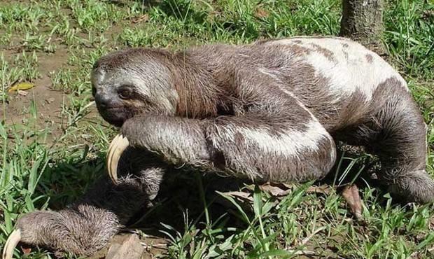 世界上"最慢"的动物,外表呆萌可爱,行动却比乌龟都慢!|树懒|乌龟|哺乳