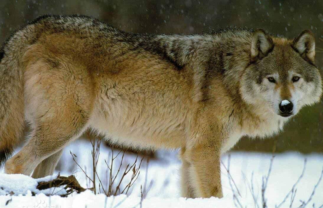 世界上最大的狼,也是唯一一种可以与大型猫科动物硬扛的狼
