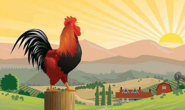 为什么公鸡天天4点打鸣而且都很准时解开了多年的疑惑