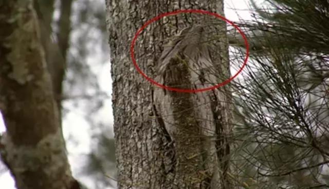 贴在树皮的鸟,你看到是树皮呢?还是树皮呢?