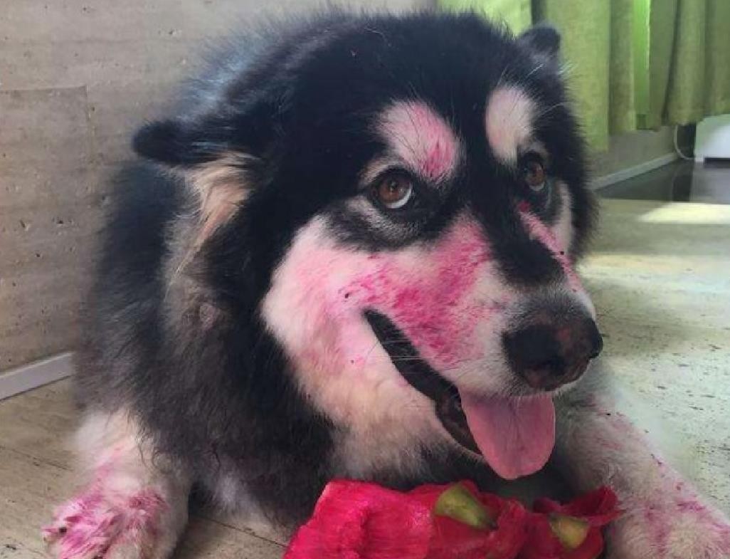 盘点吃了火龙果的狗狗: 这种能力果实, 可以解锁它们新造型!