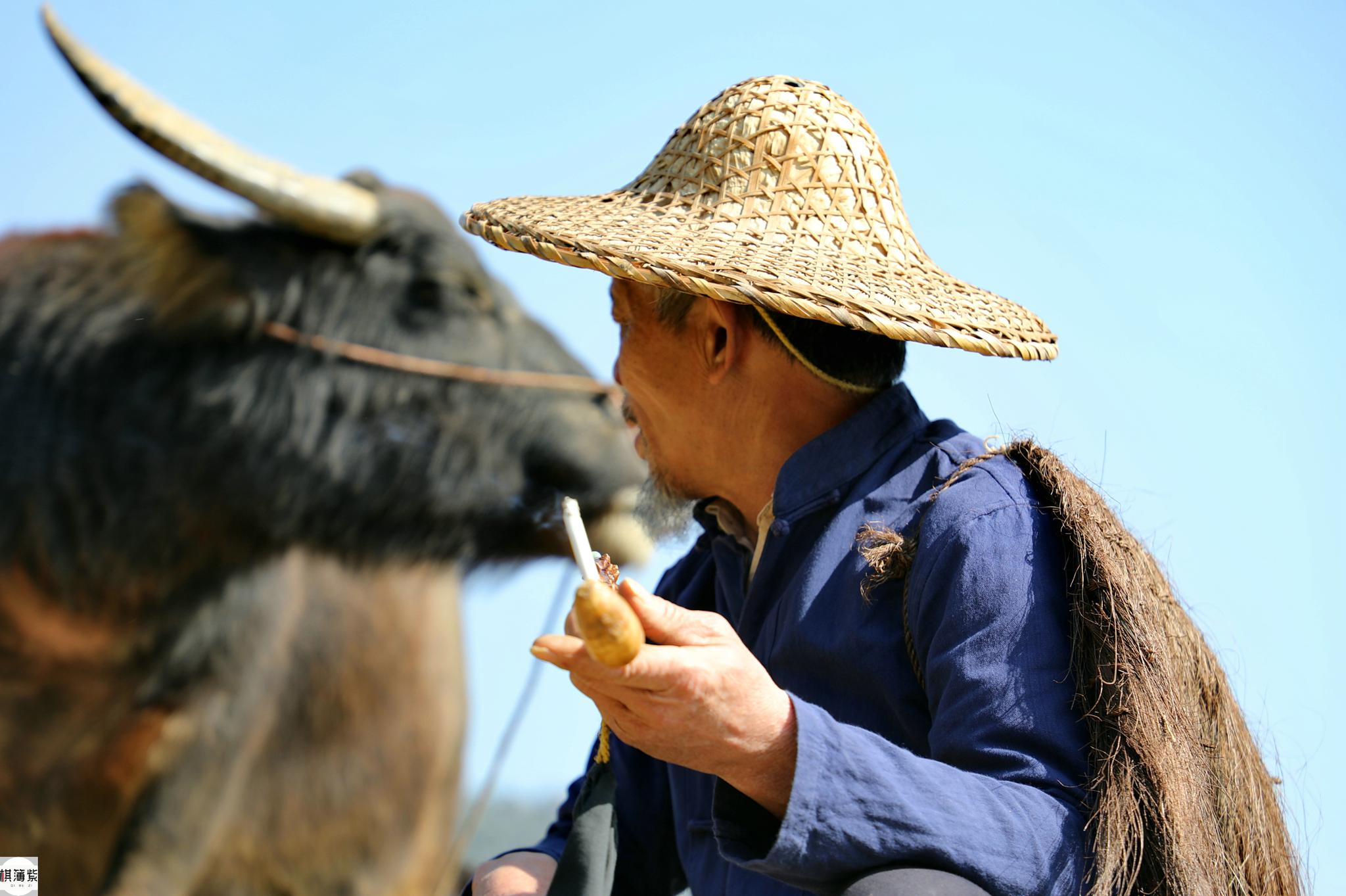 说起自己的搭档水牛,阿牛哥言语间充满了怜惜和为难