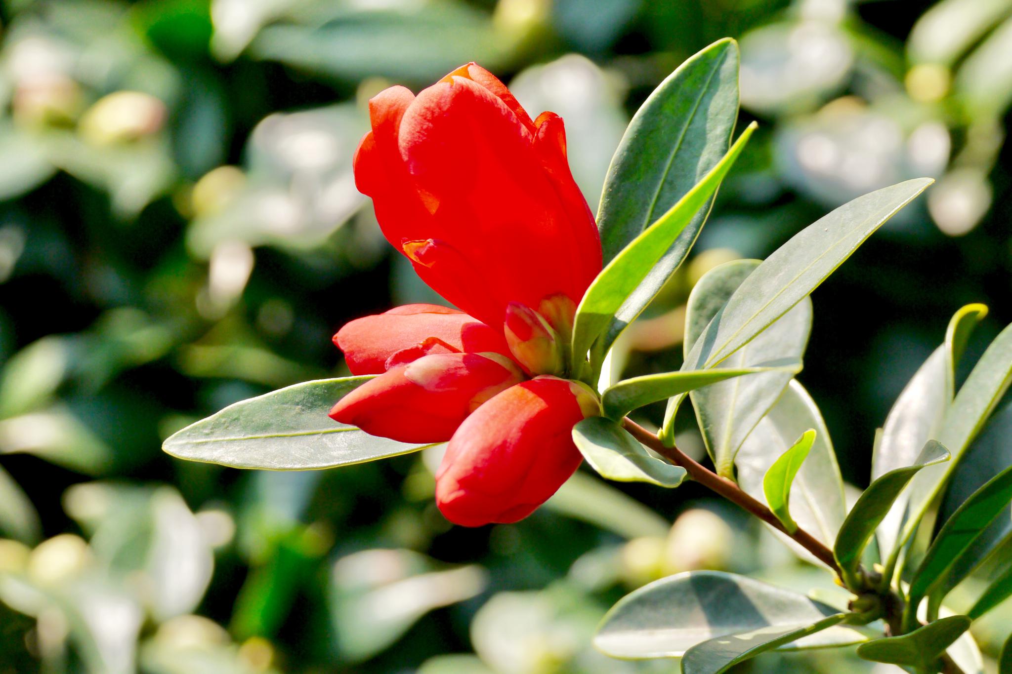 茶花界的大熊猫四季茶花杜鹃叶山茶花