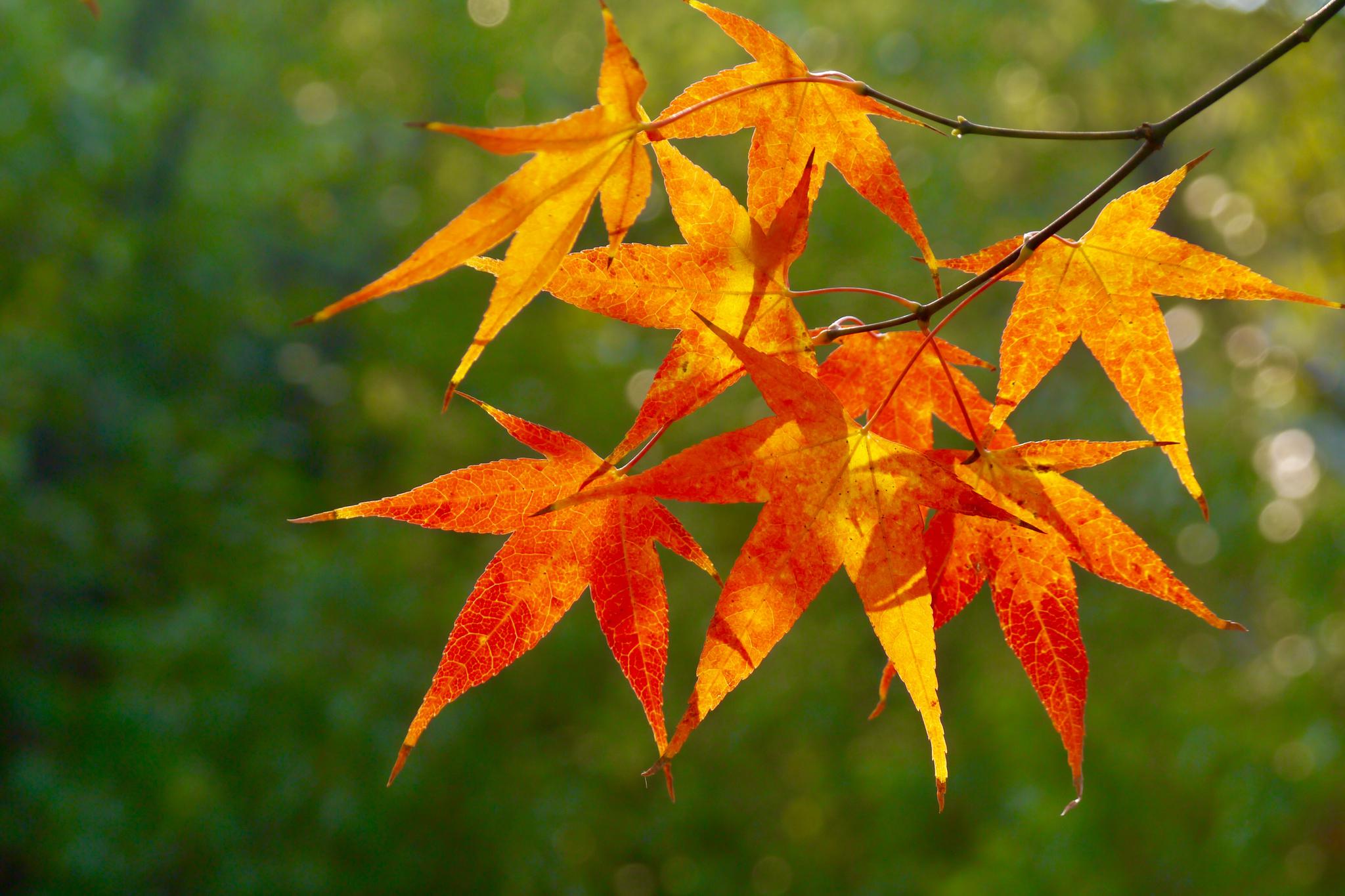 色艳如花灿烂如霞鸡爪槭鸡爪枫
