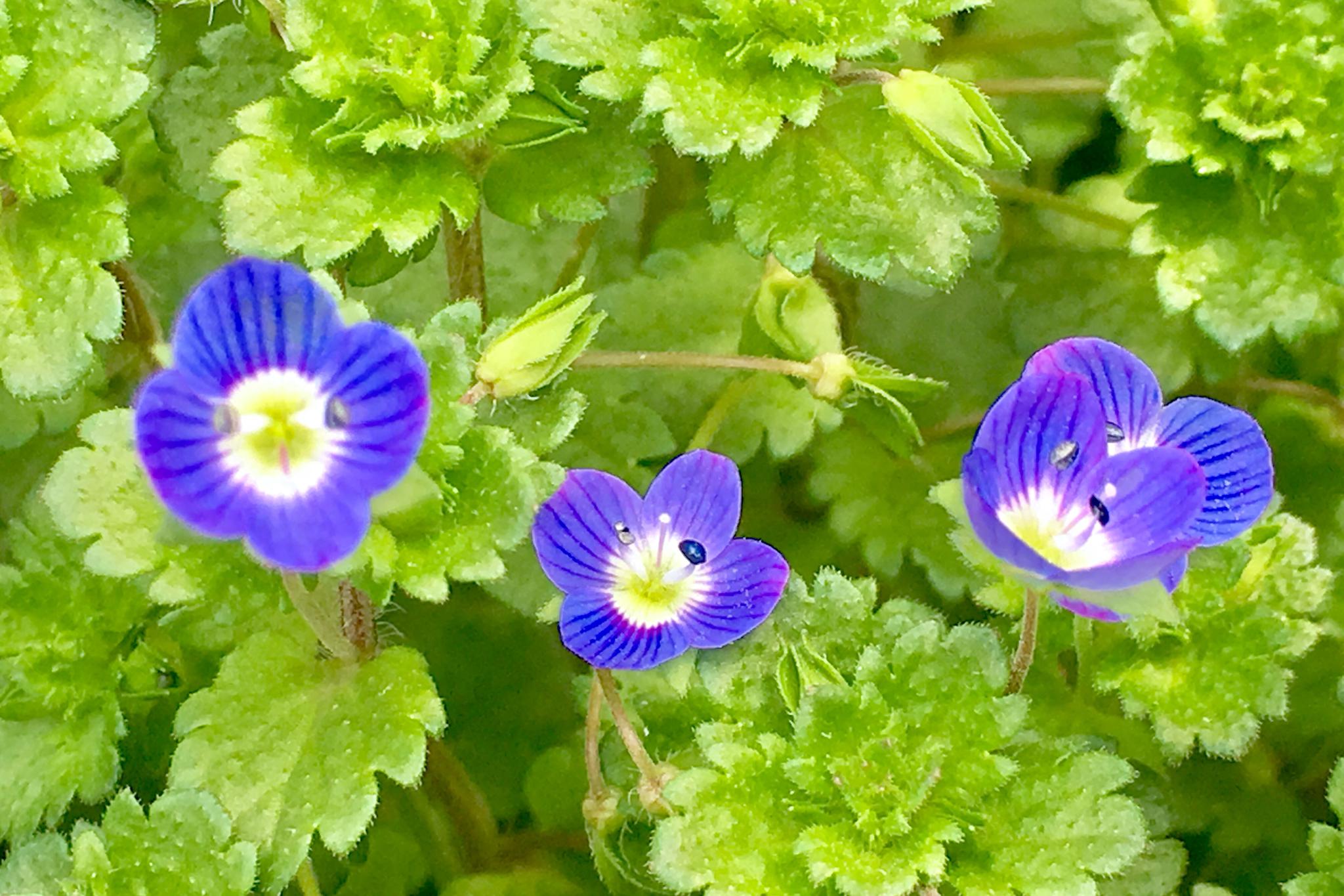 春天的礼物阿拉伯婆婆纳波斯婆婆那