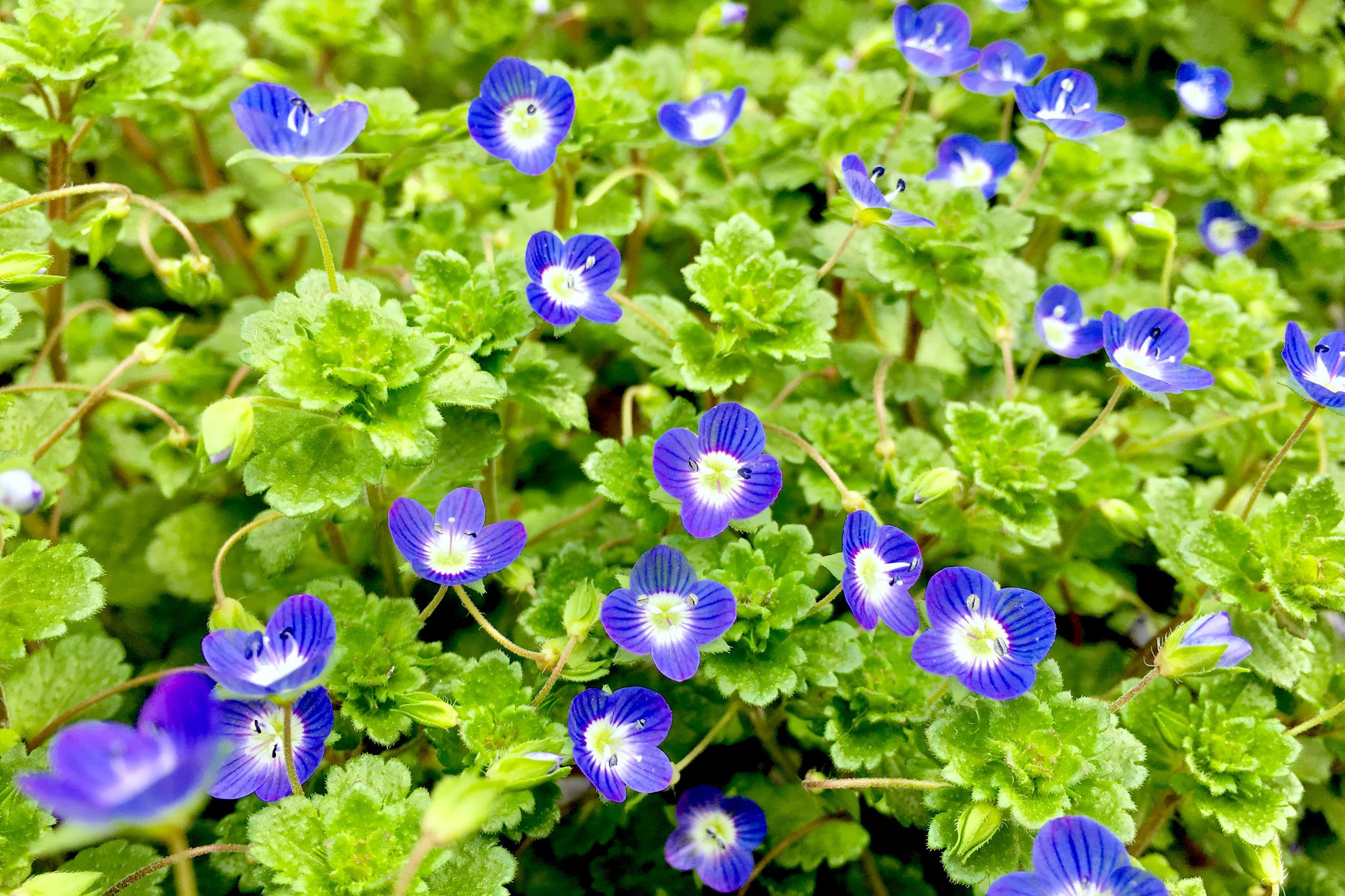 春天的礼物阿拉伯婆婆纳波斯婆婆那