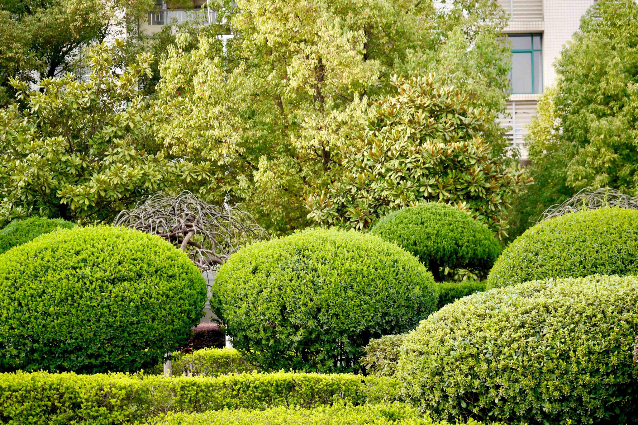 一抹新绿,校园的春天【湖北工业大学】