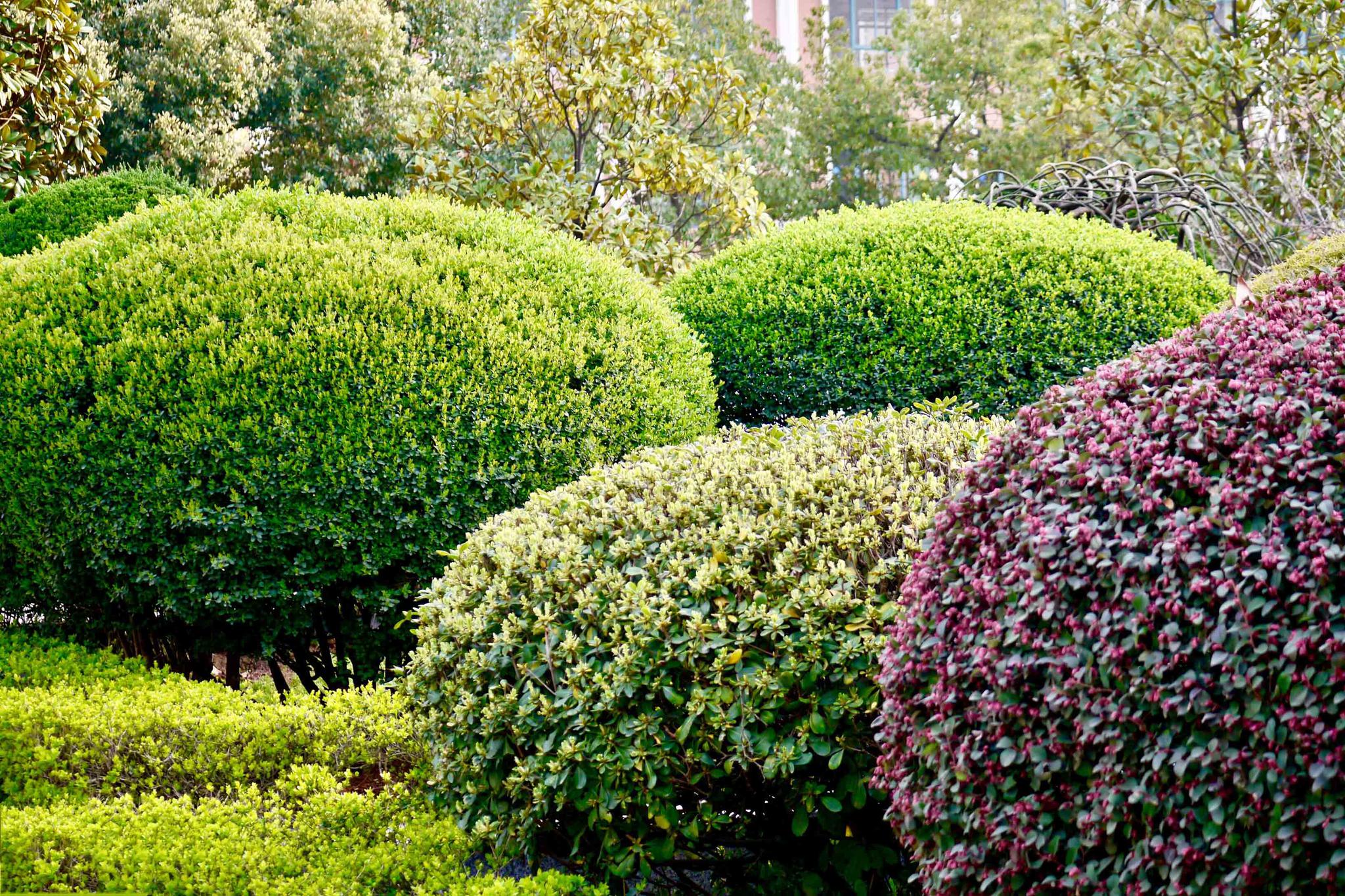 一抹新绿,校园的春天【湖北工业大学】