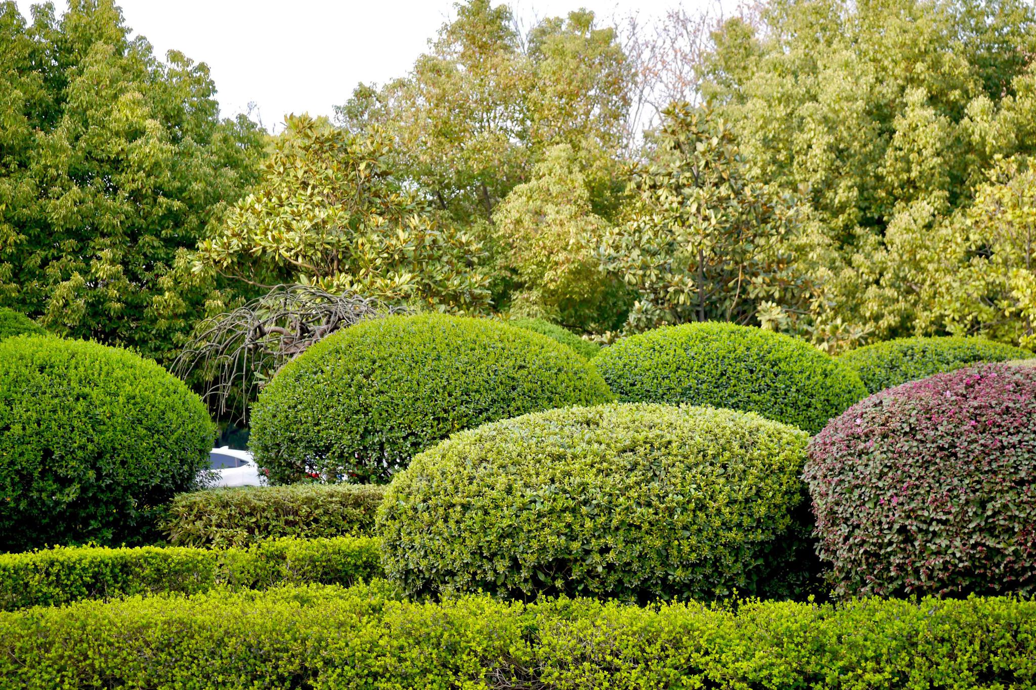 一抹新绿,校园的春天【湖北工业大学】