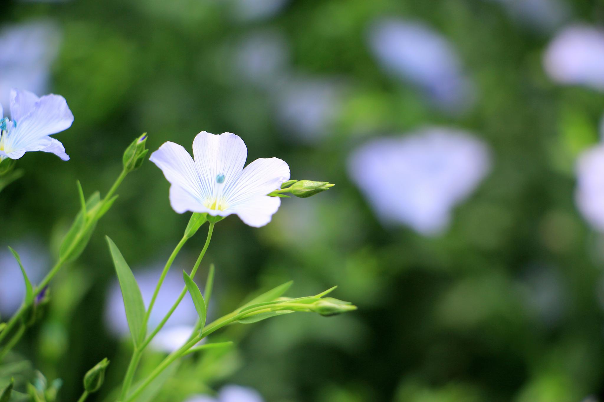 美丽的亚麻花,又名胡麻!