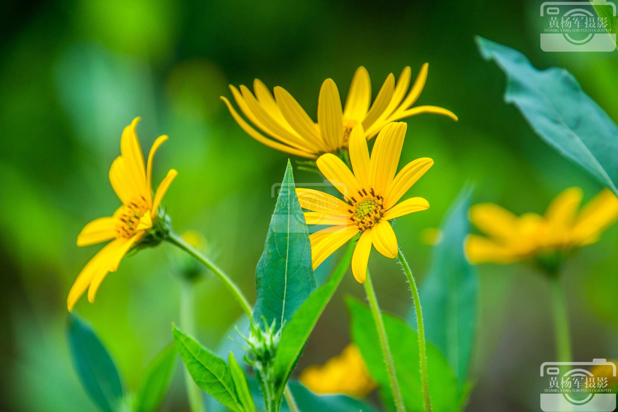 清新七月遇见菊芋花开