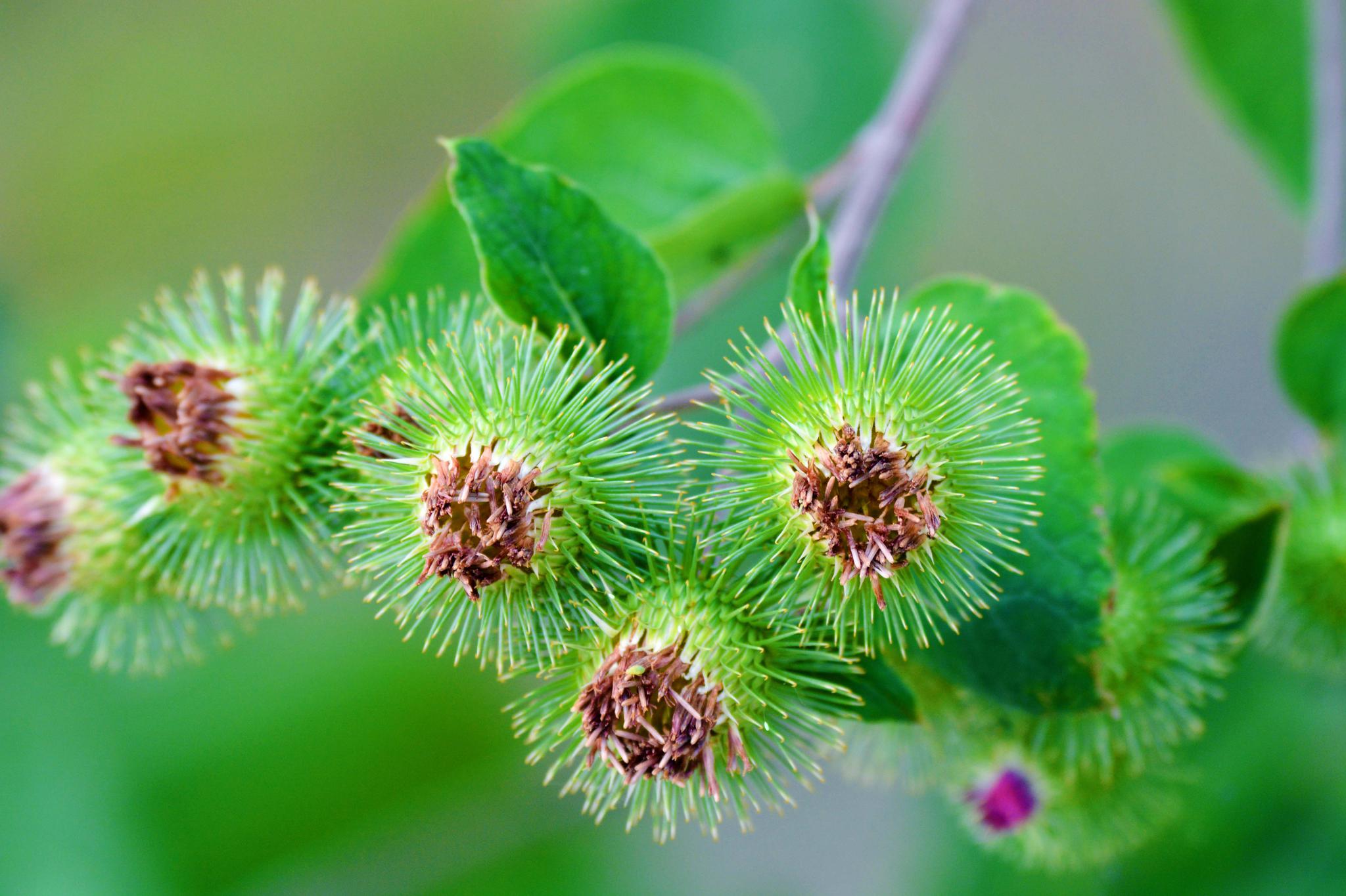 36张图带你认识牛蒡子东洋参的果实原创摄影