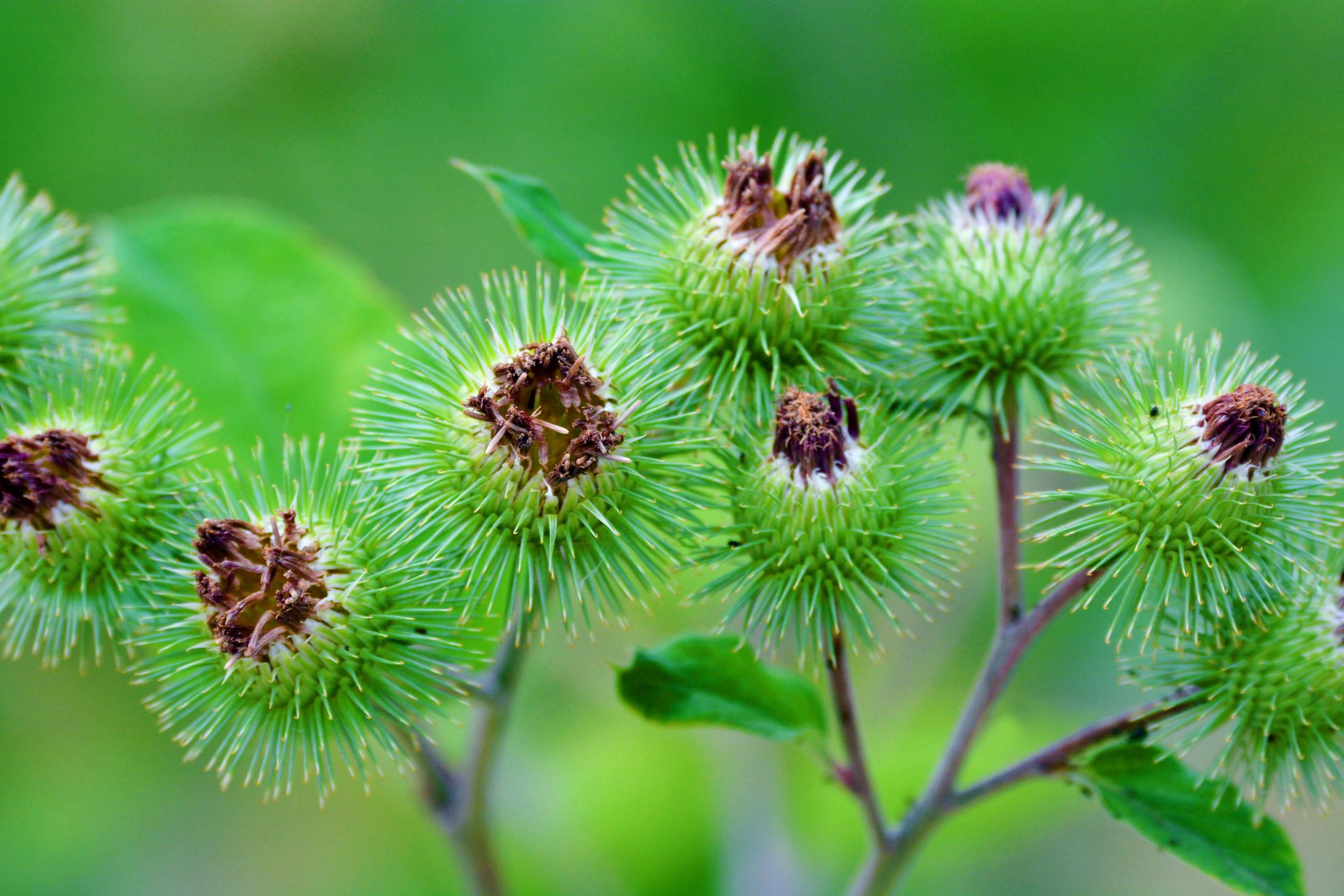 36张图带你认识牛蒡子东洋参的果实原创摄影