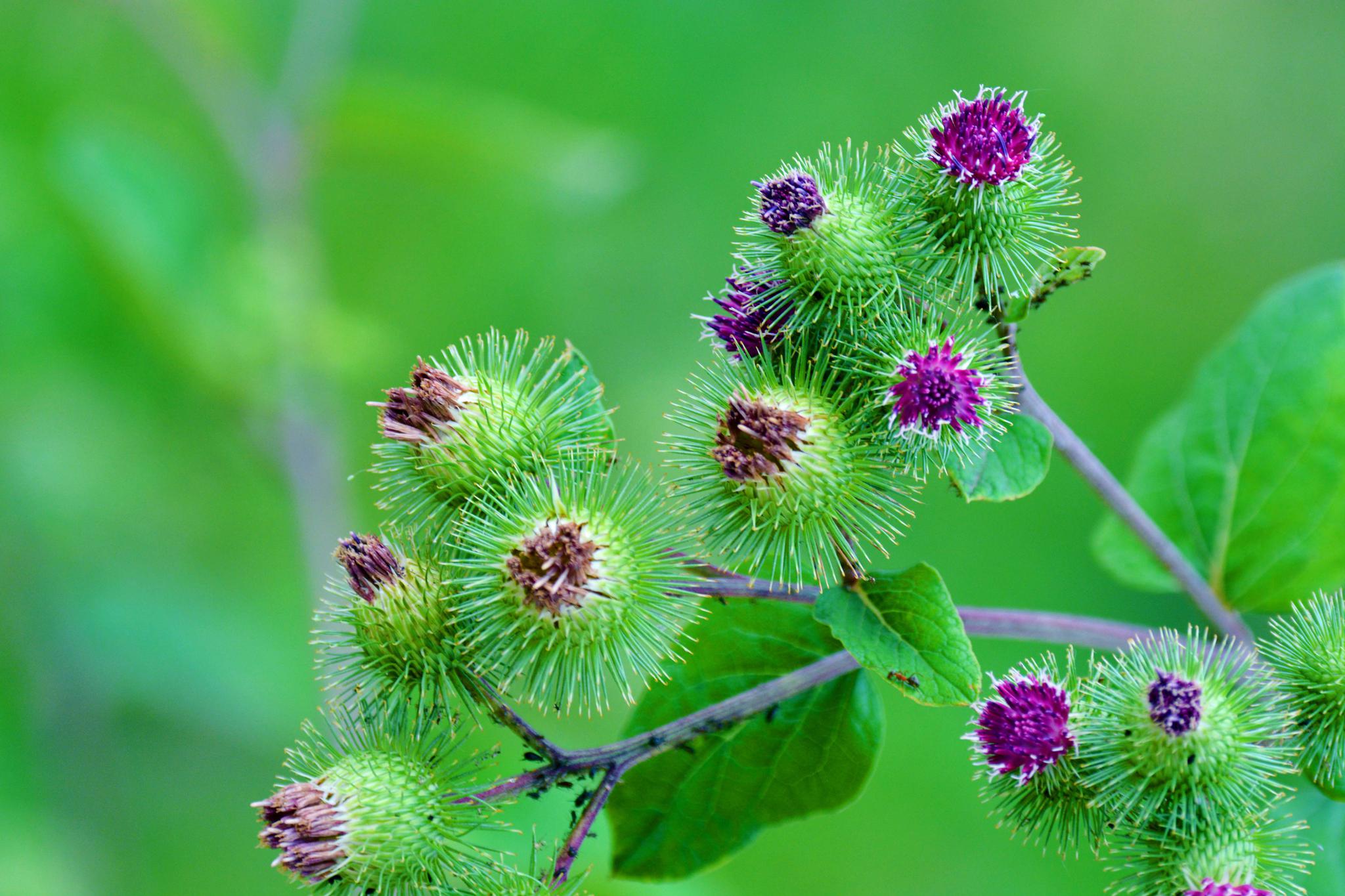 36张图带你认识牛蒡子东洋参的果实原创摄影