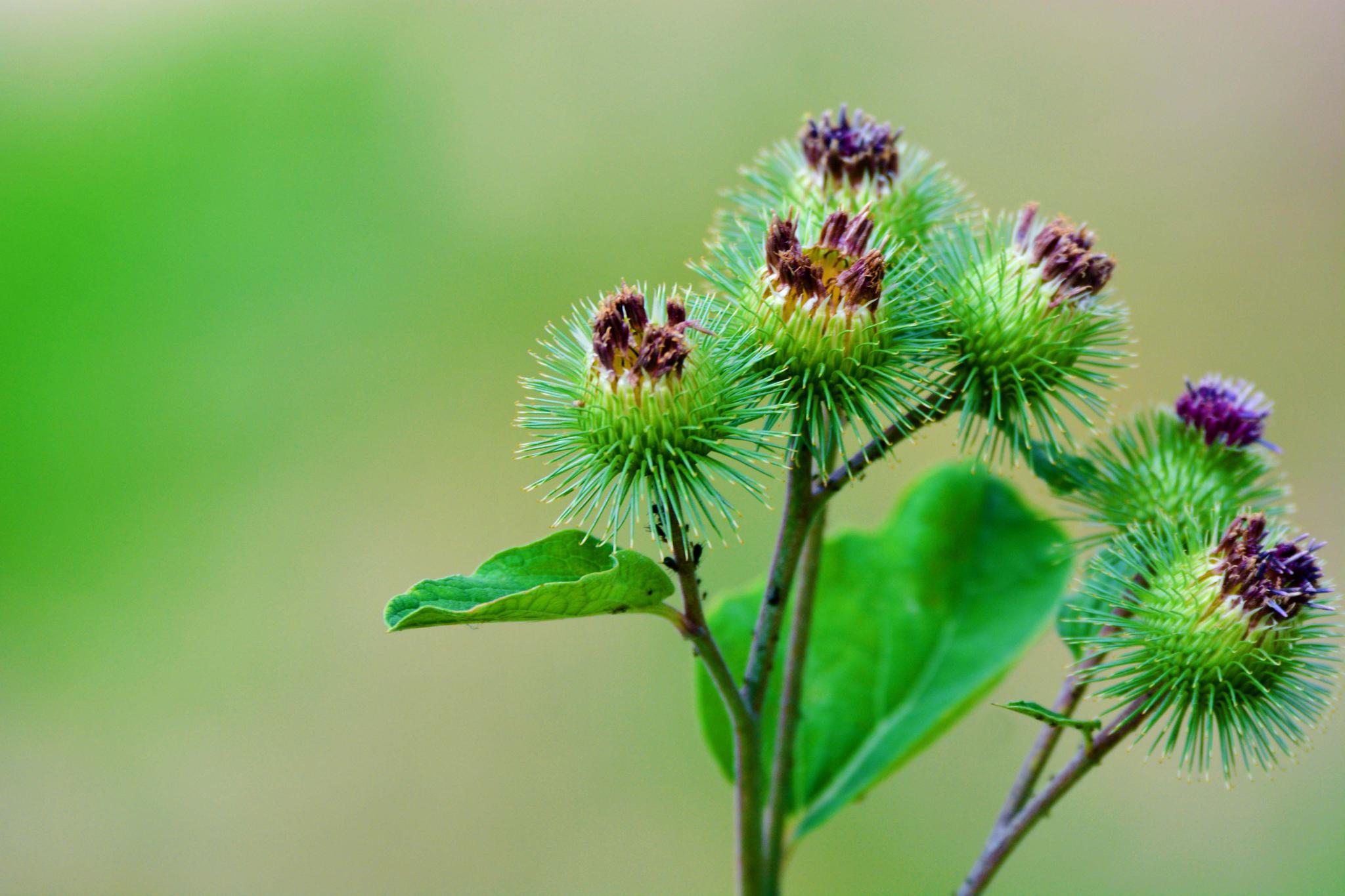 36张图带你认识牛蒡子东洋参的果实原创摄影