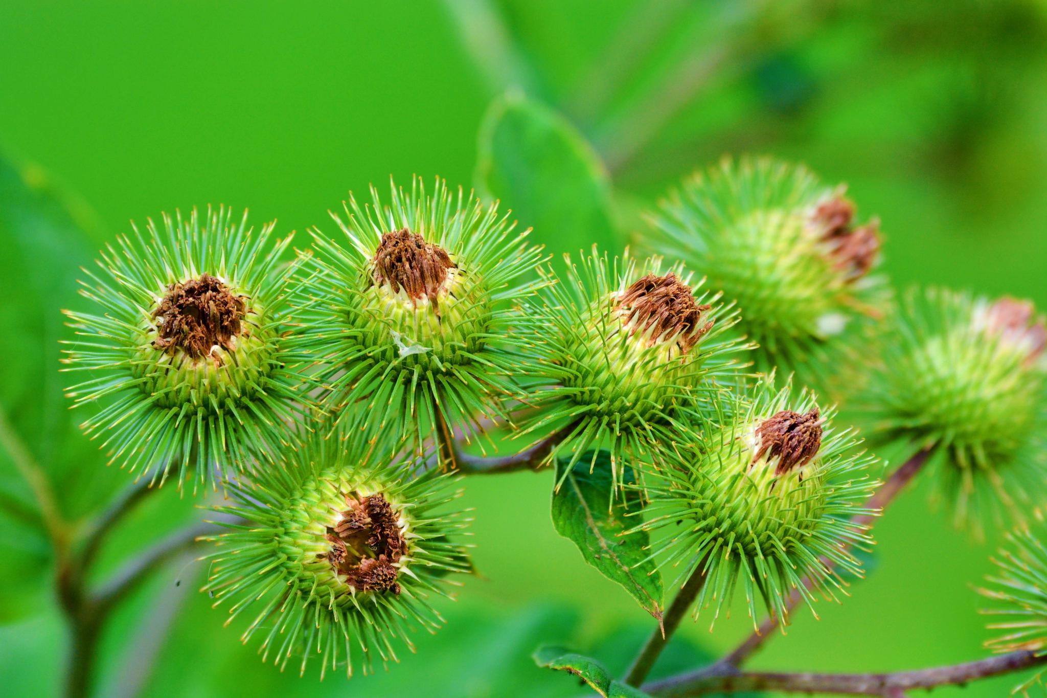 36张图带你认识牛蒡子东洋参的果实原创摄影