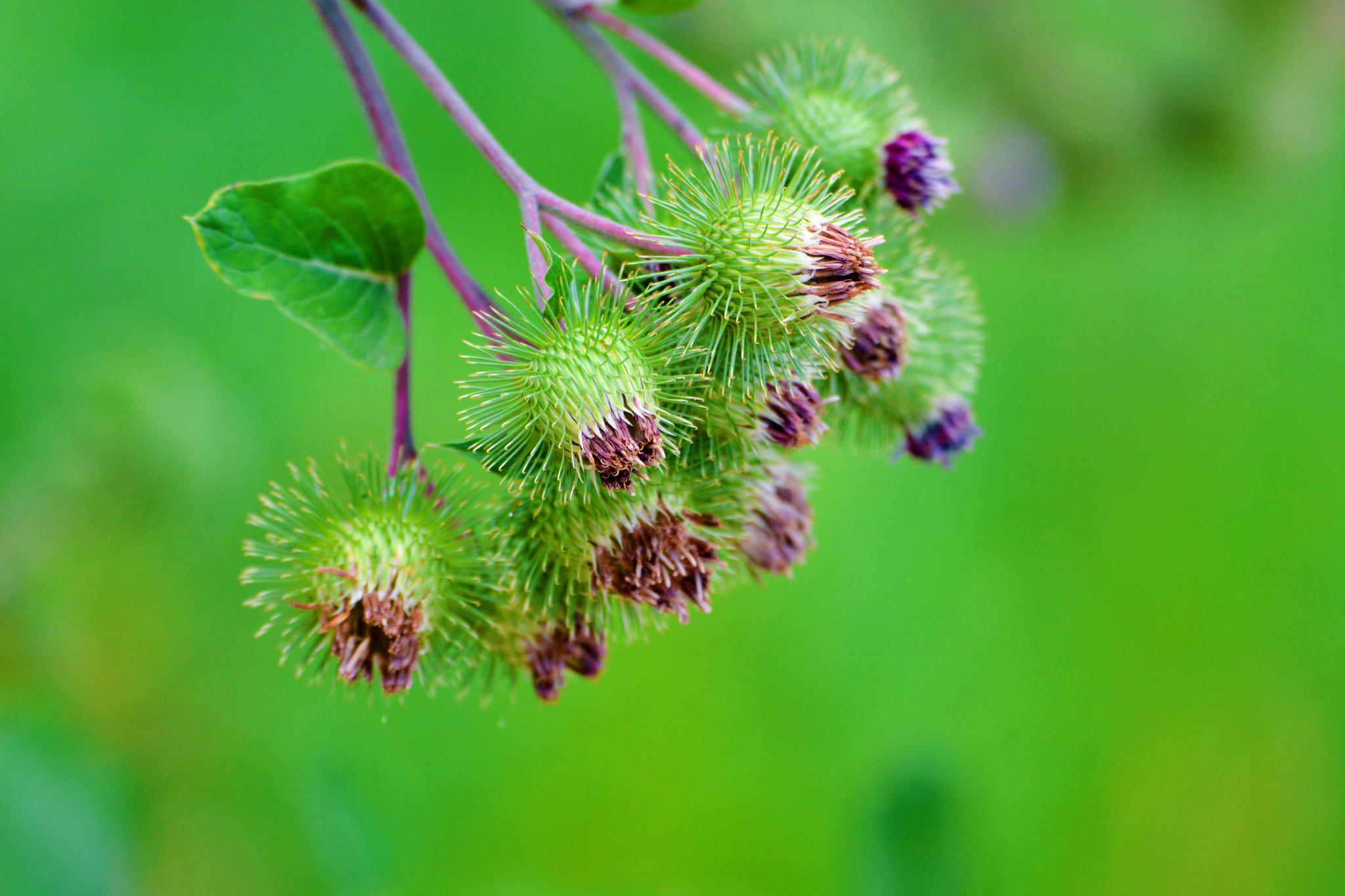 36张图带你认识牛蒡子东洋参的果实原创摄影