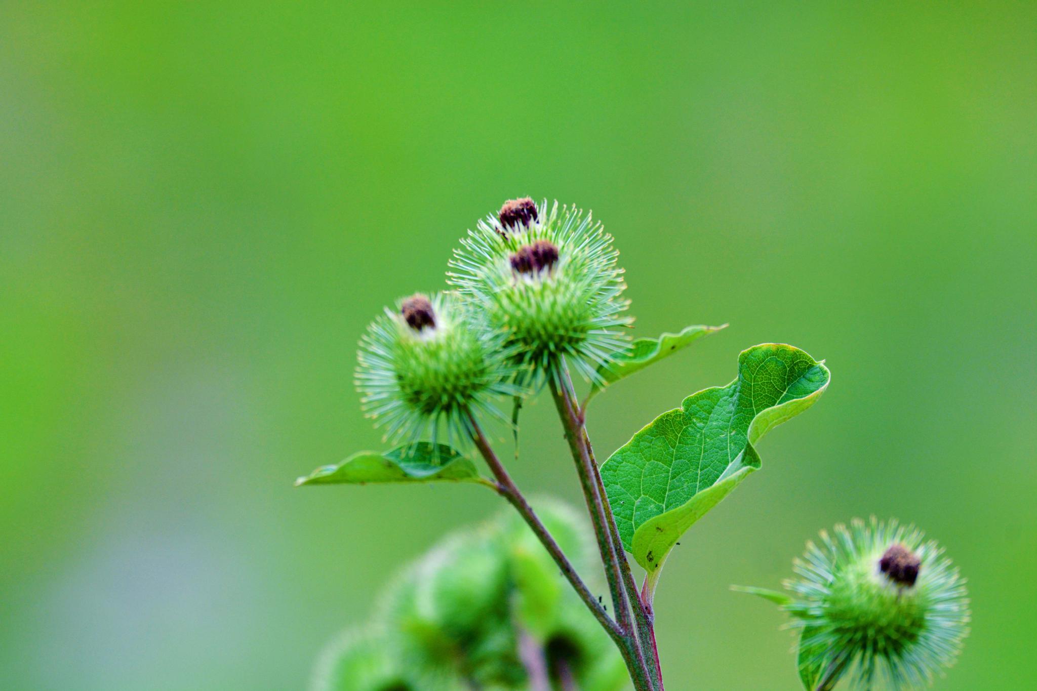 36张图带你认识牛蒡子东洋参的果实原创摄影