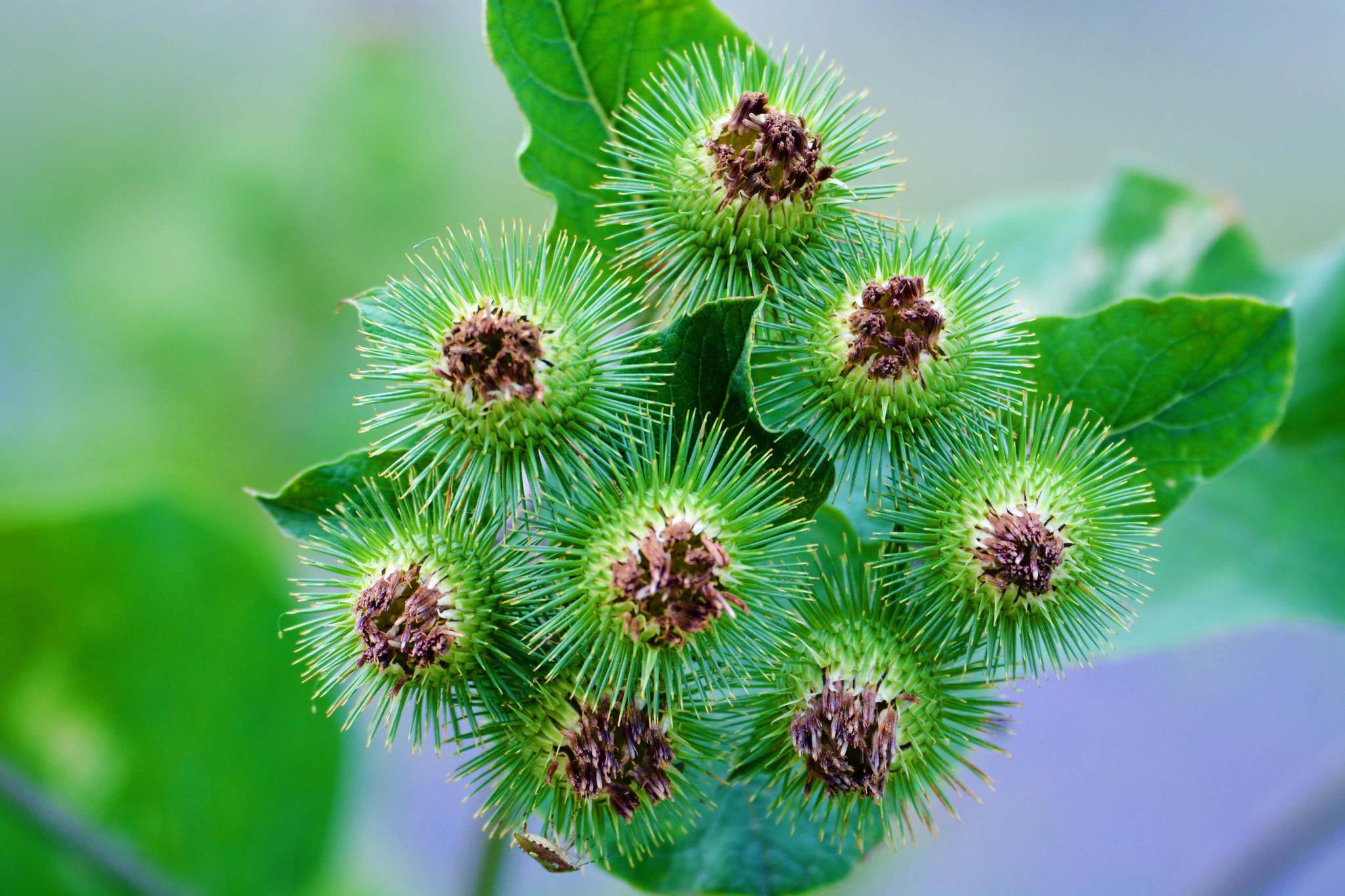 36张图带你认识牛蒡子东洋参的果实原创摄影