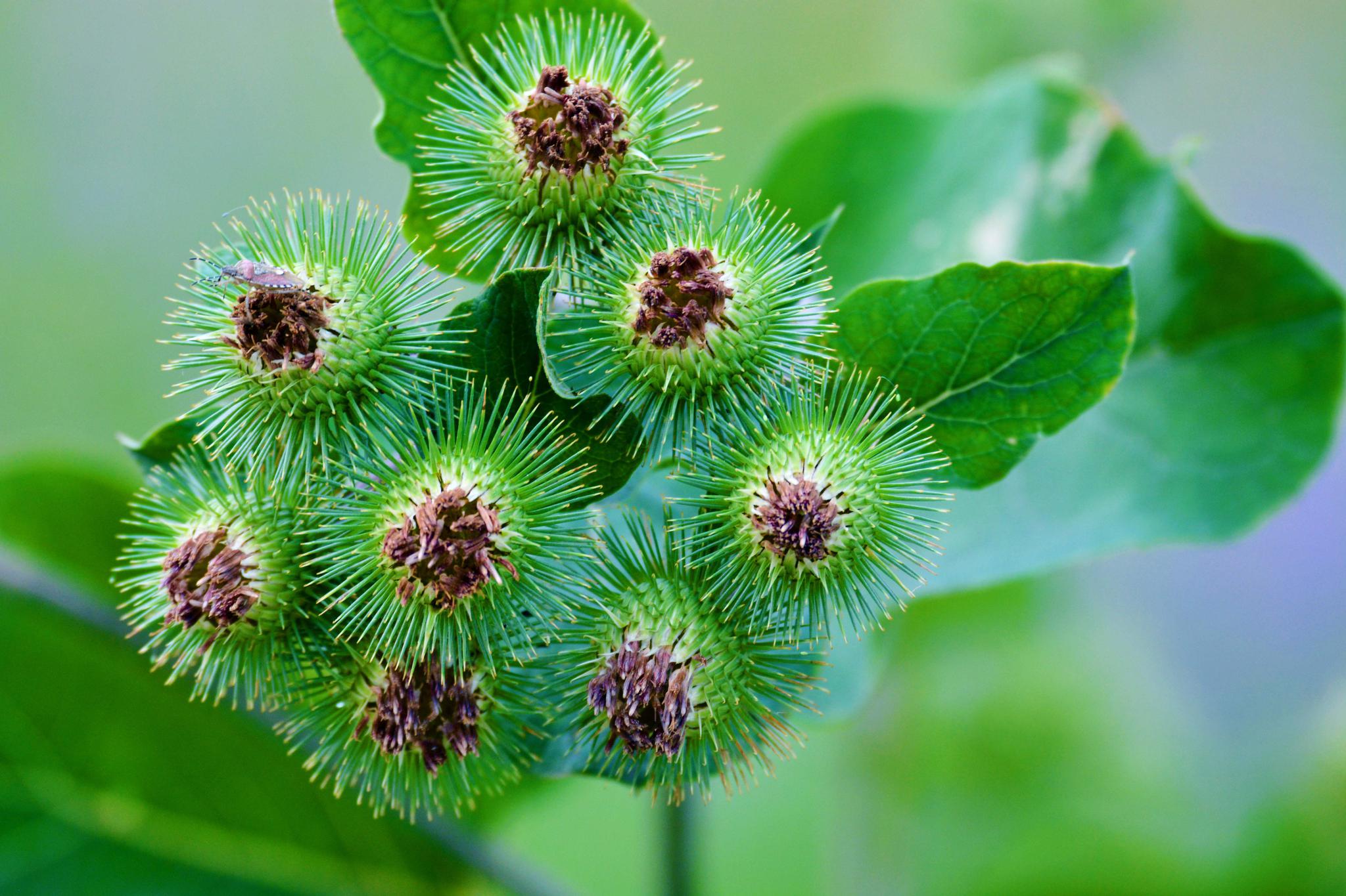 36张图带你认识牛蒡子东洋参的果实原创摄影