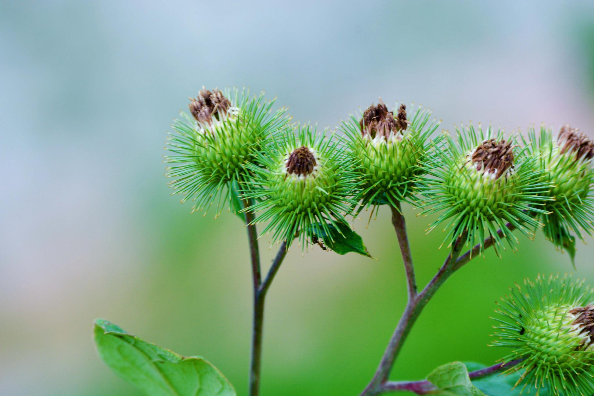 36张图带你认识牛蒡子东洋参的果实原创摄影