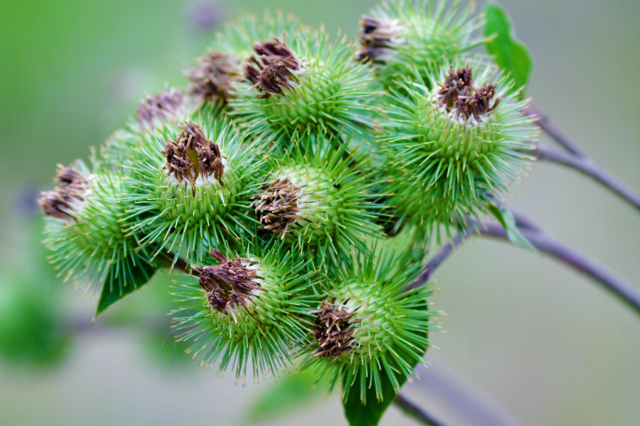 36张图带你认识牛蒡子东洋参的果实原创摄影