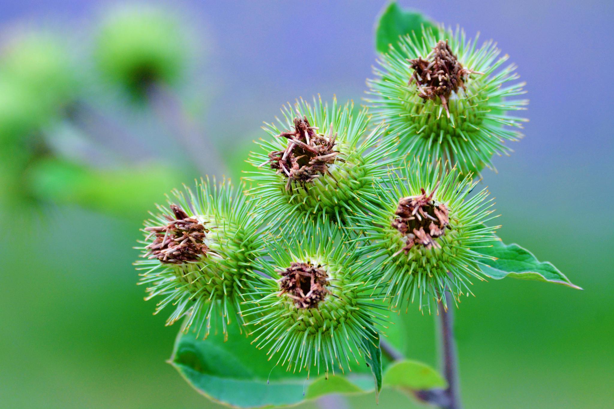 36张图带你认识牛蒡子东洋参的果实原创摄影