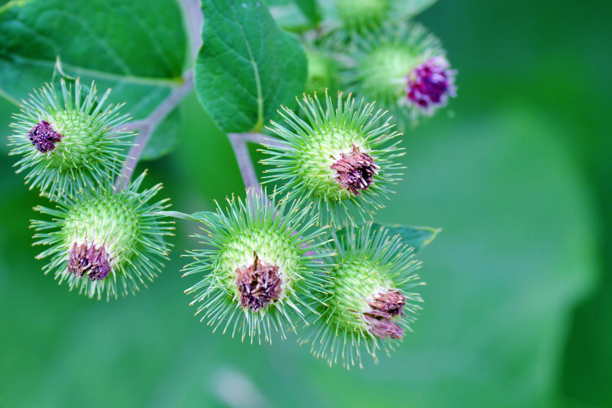 36张图带你认识牛蒡子(东洋参)的果实,原创摄影