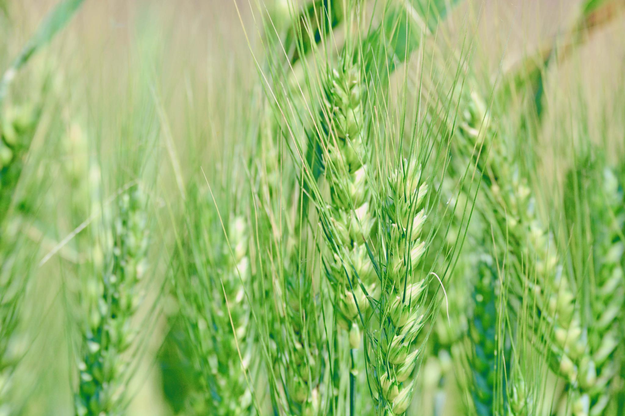 麦子成熟的季节,美丽的季节,原创摄影