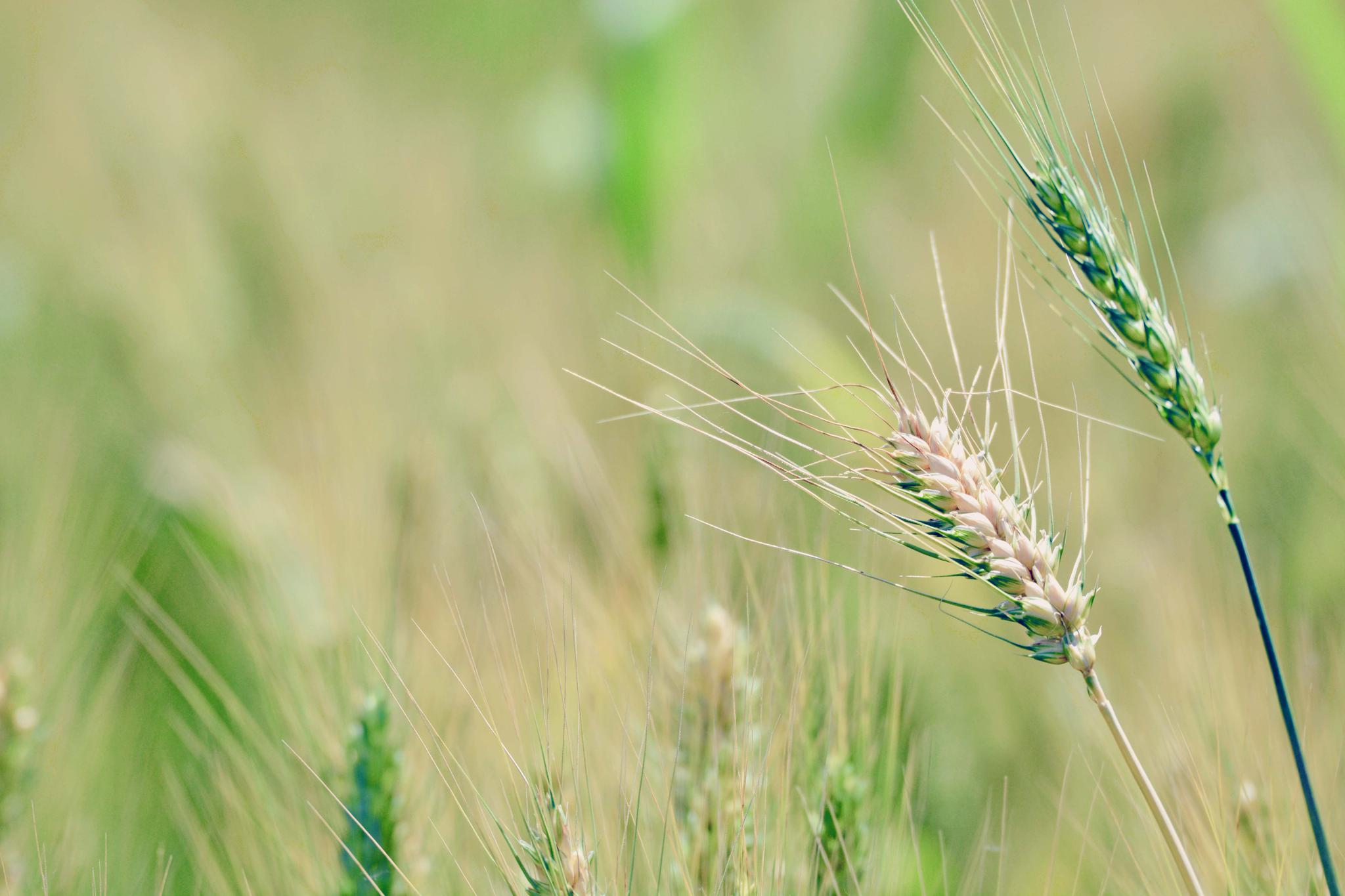 麦子成熟的季节,美丽的季节,原创摄影