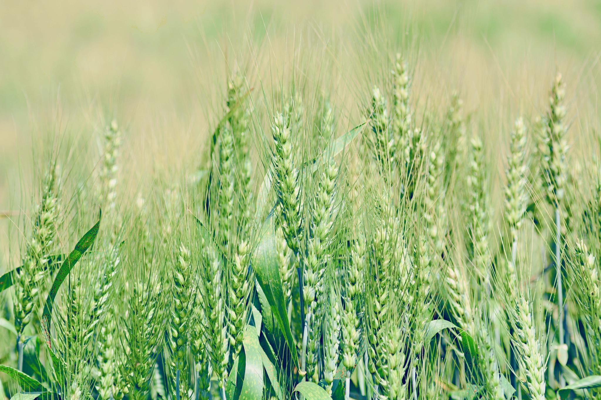 麦子成熟的季节,美丽的季节,原创摄影