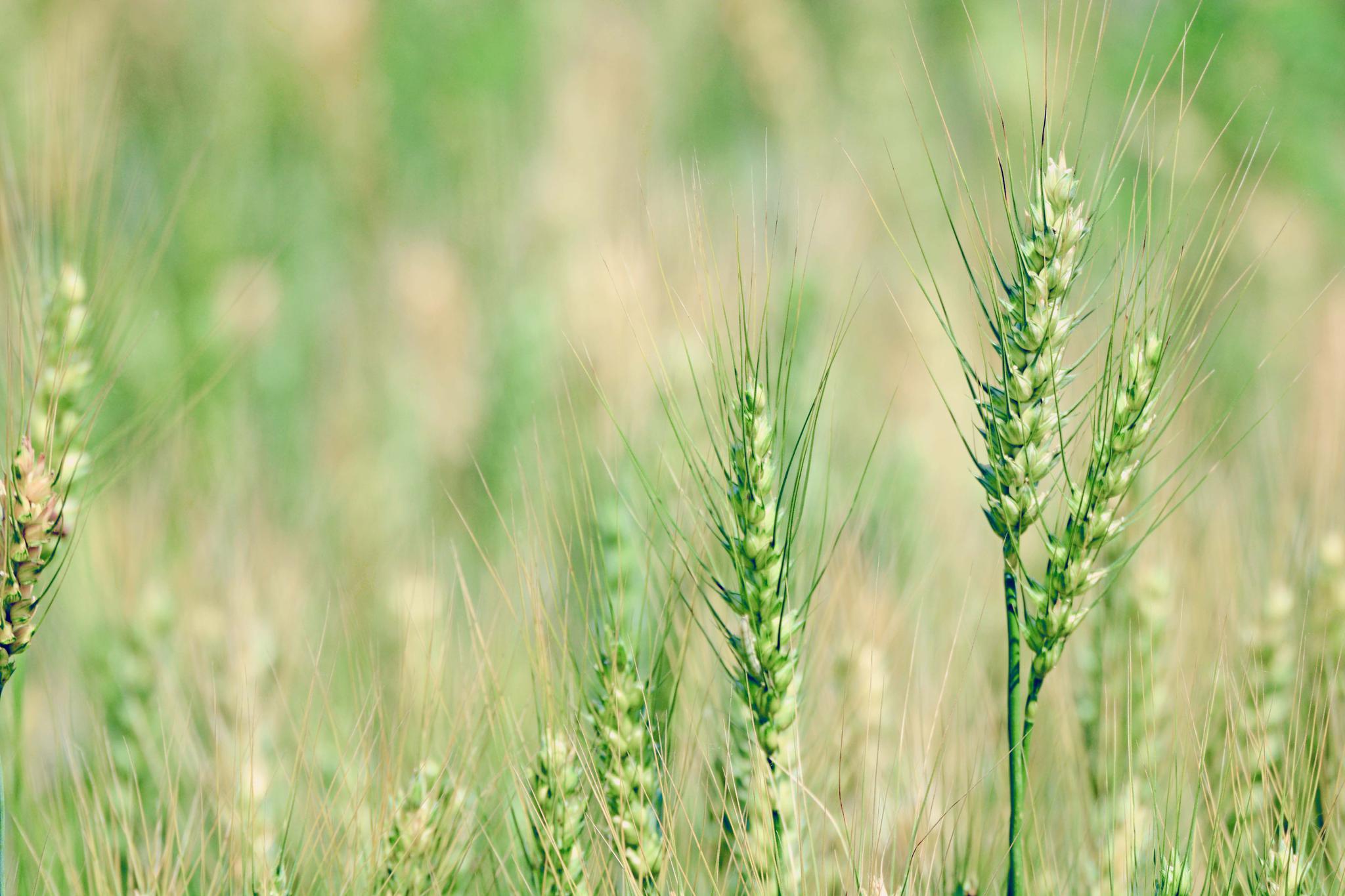 麦子构图摄影教程全集，一分钟就会