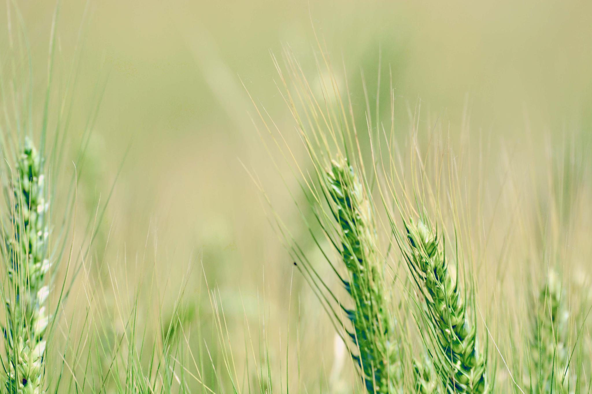 麦子构图摄影教程图片，一分钟就会