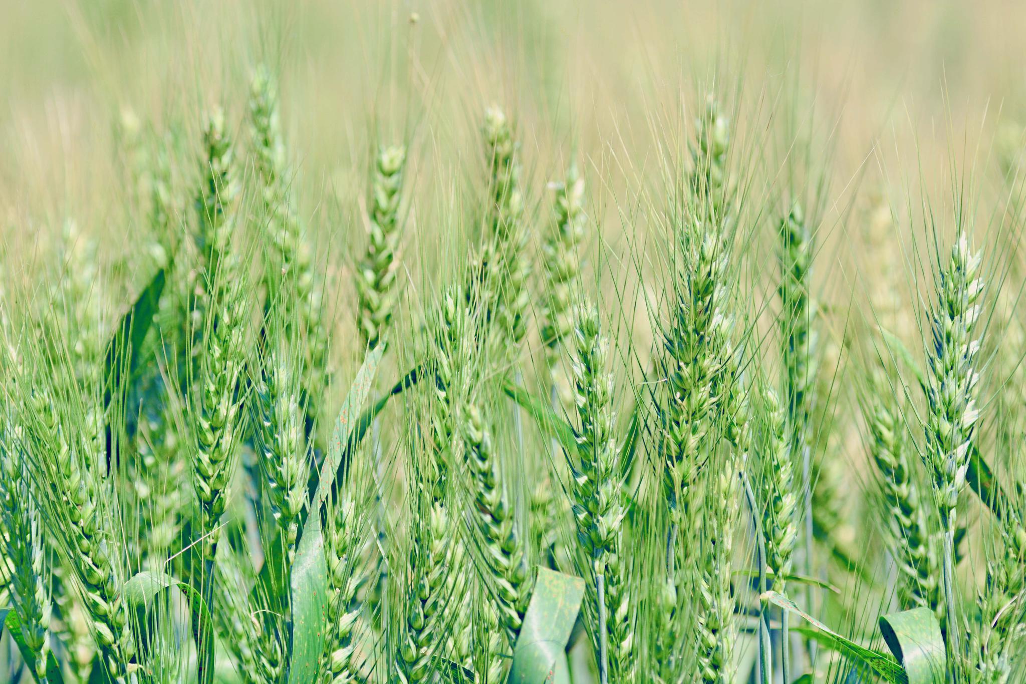 网友热议：许昌豫园摸麦价格，2025年许昌豫园摸麦价格行情与市场分析