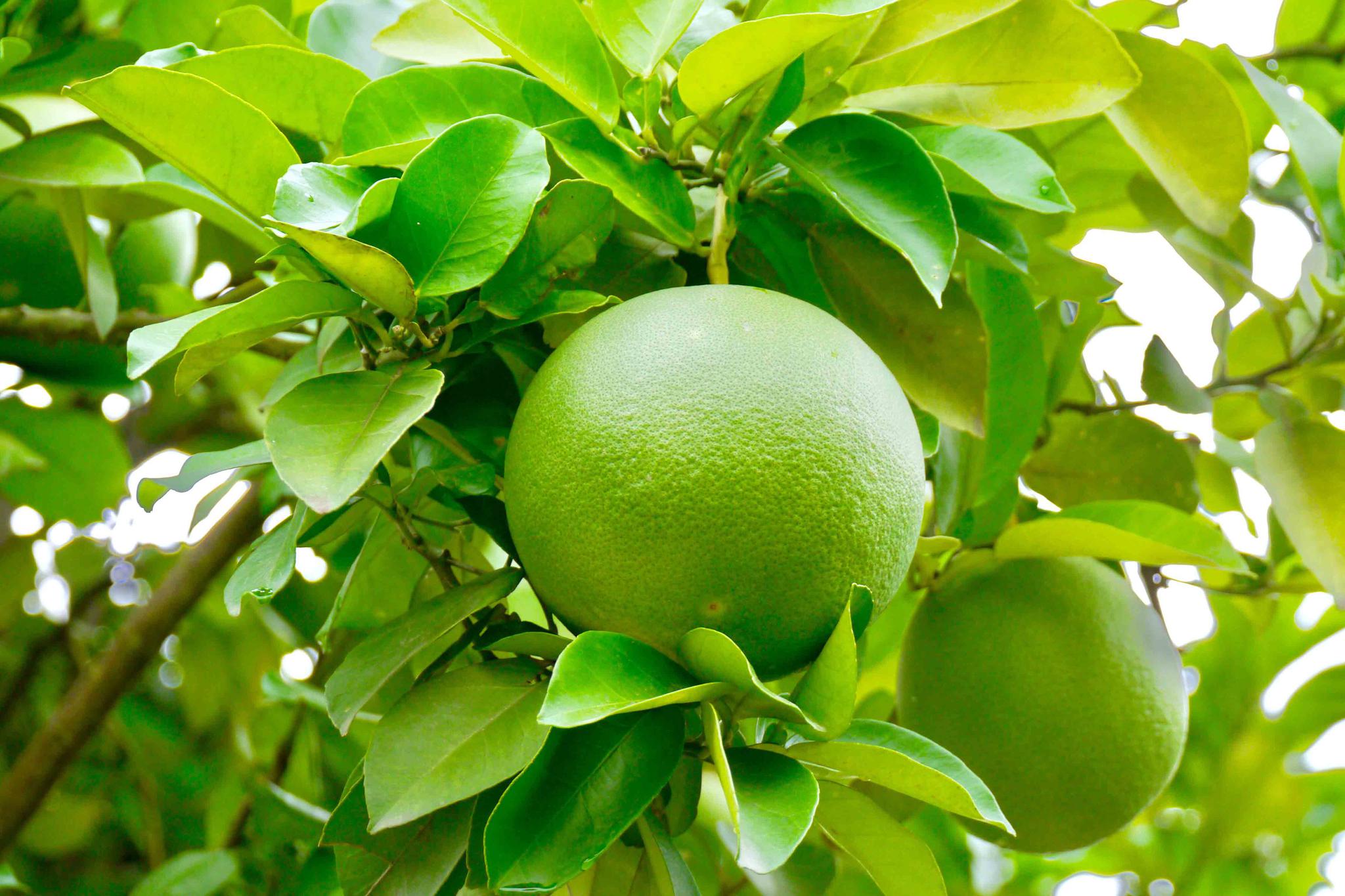 果实累累的柚子树