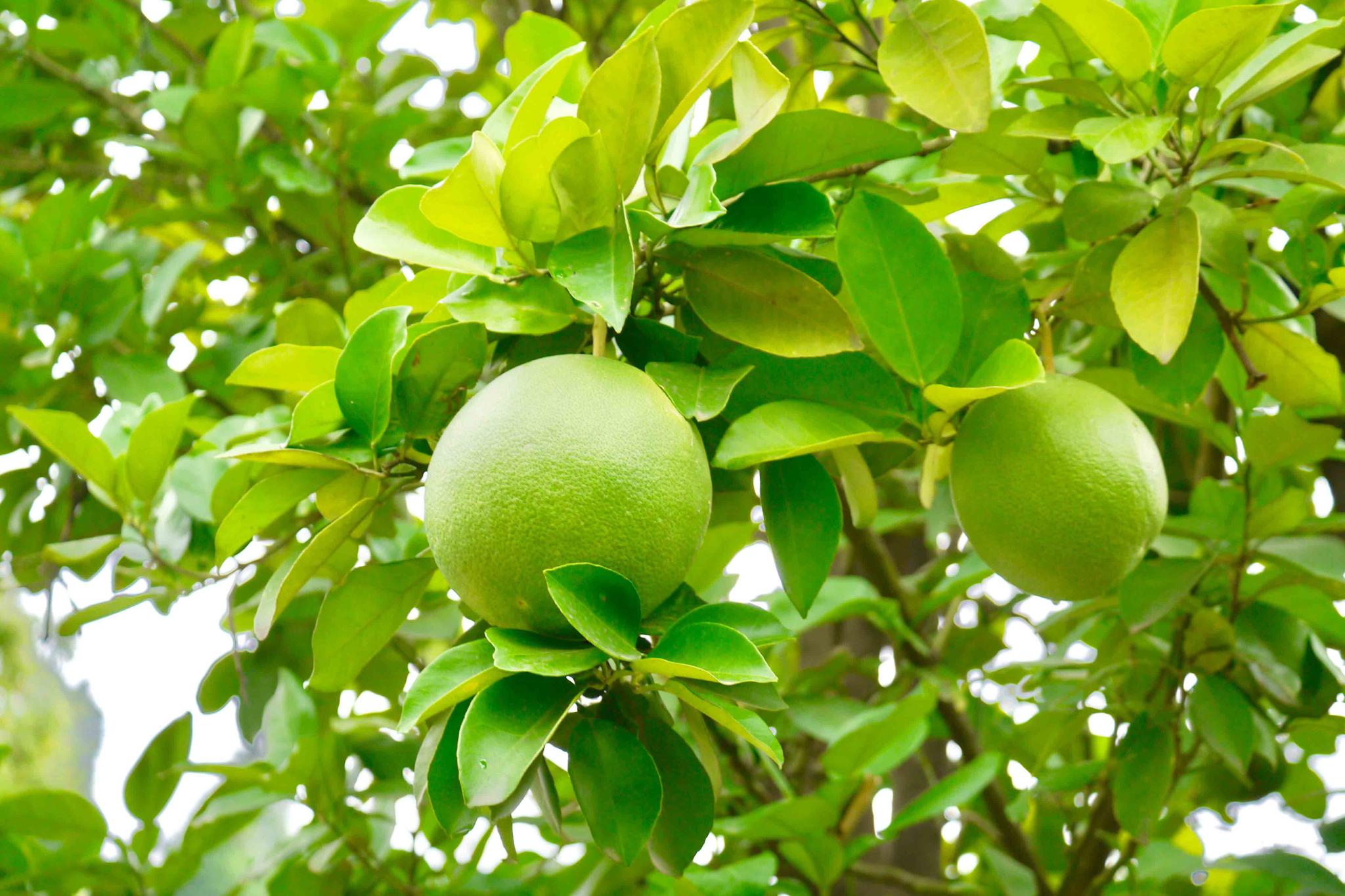 果实累累的柚子树