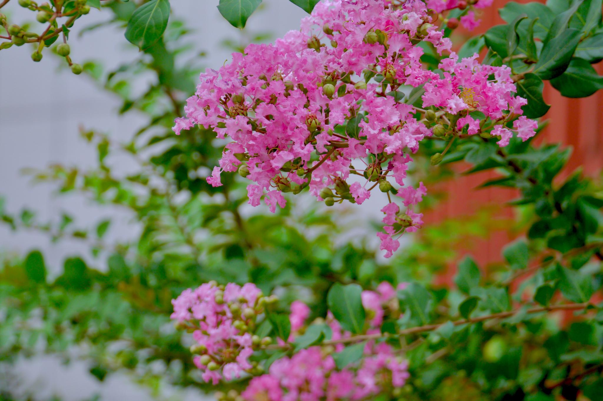 晓迎秋露一枝新不占园中最上春紫薇花