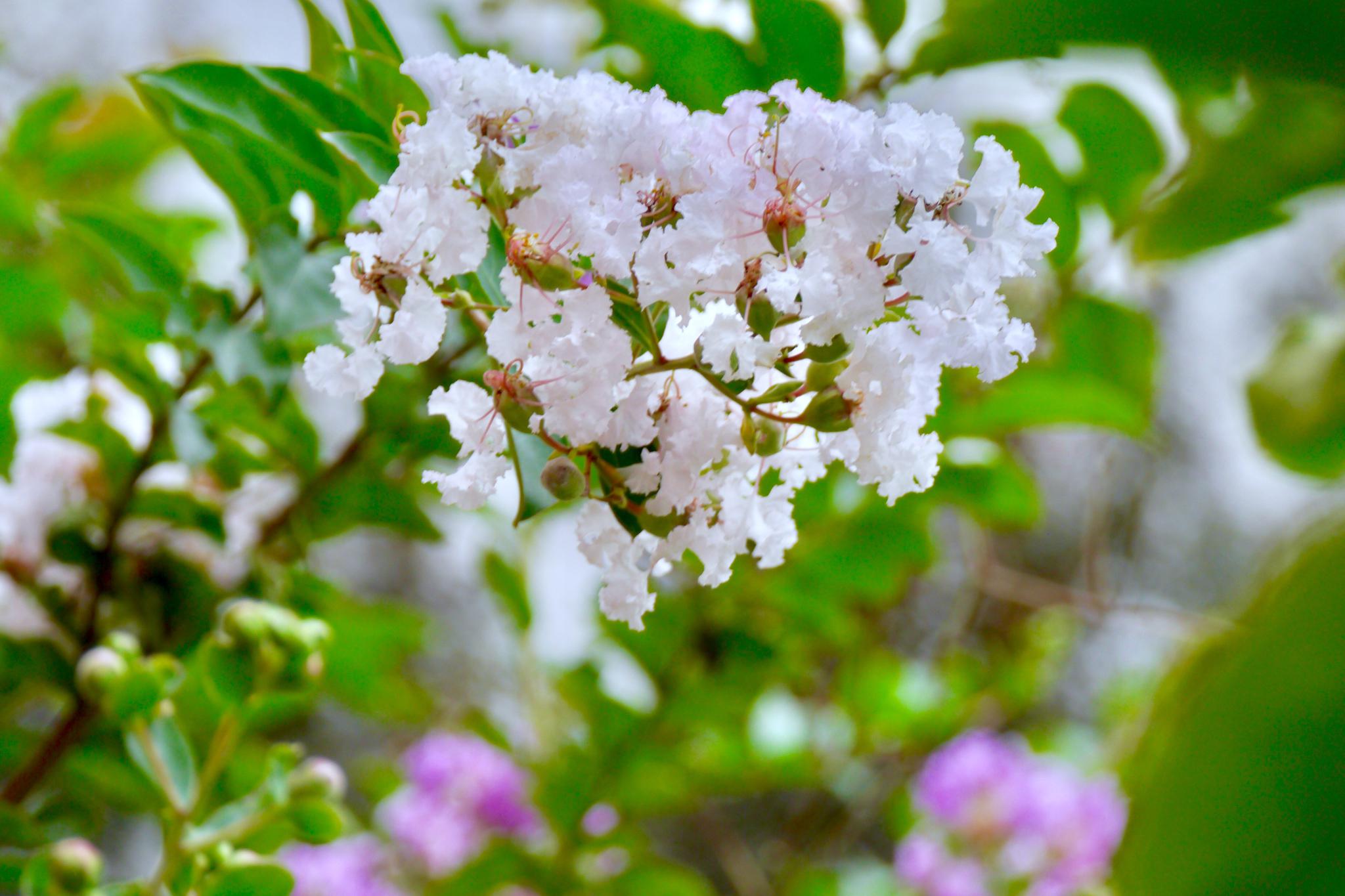 晓迎秋露一枝新不占园中最上春紫薇花