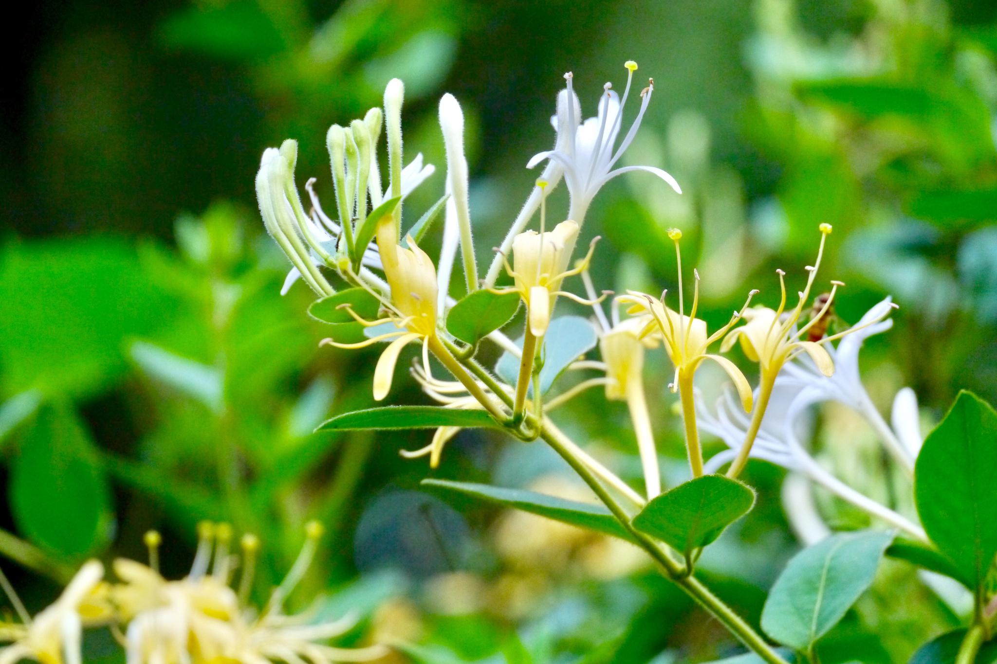 忍冬花金银花