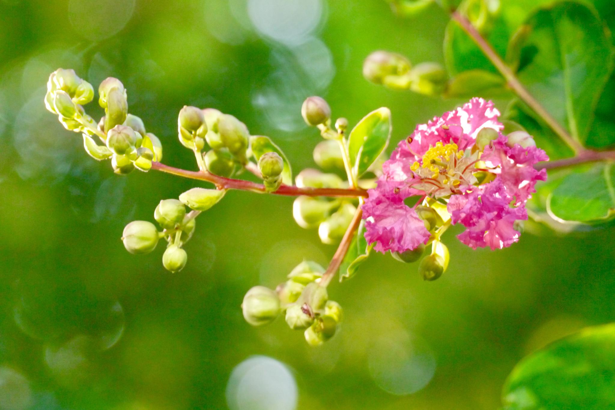 晓迎秋露一枝新不占园中最上春紫薇花