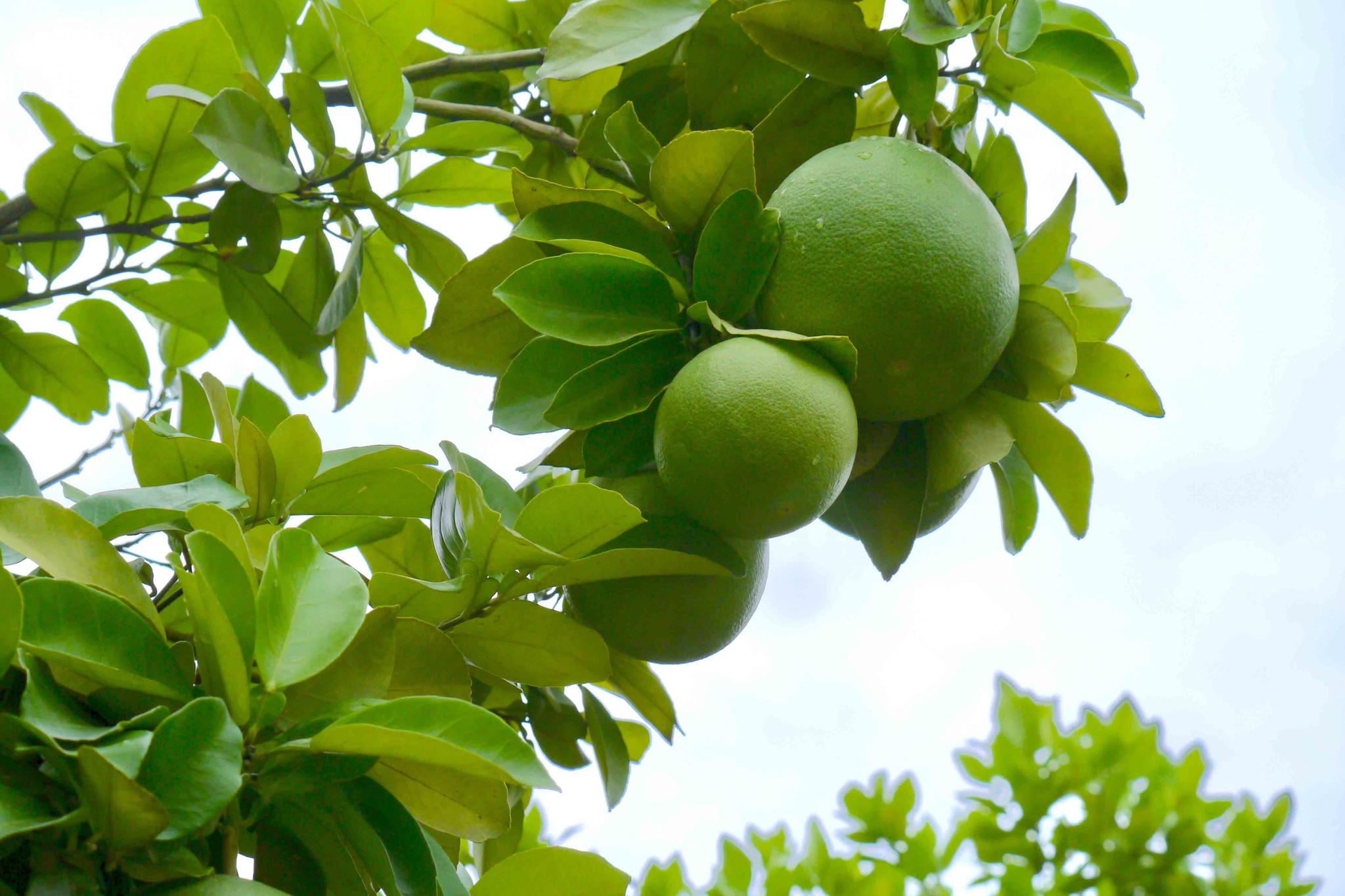 果实累累的柚子树