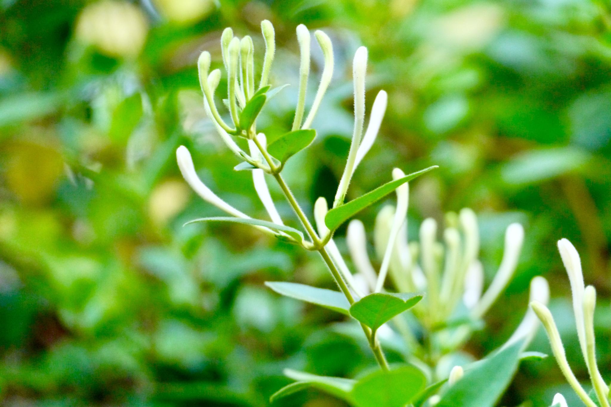 忍冬花金银花