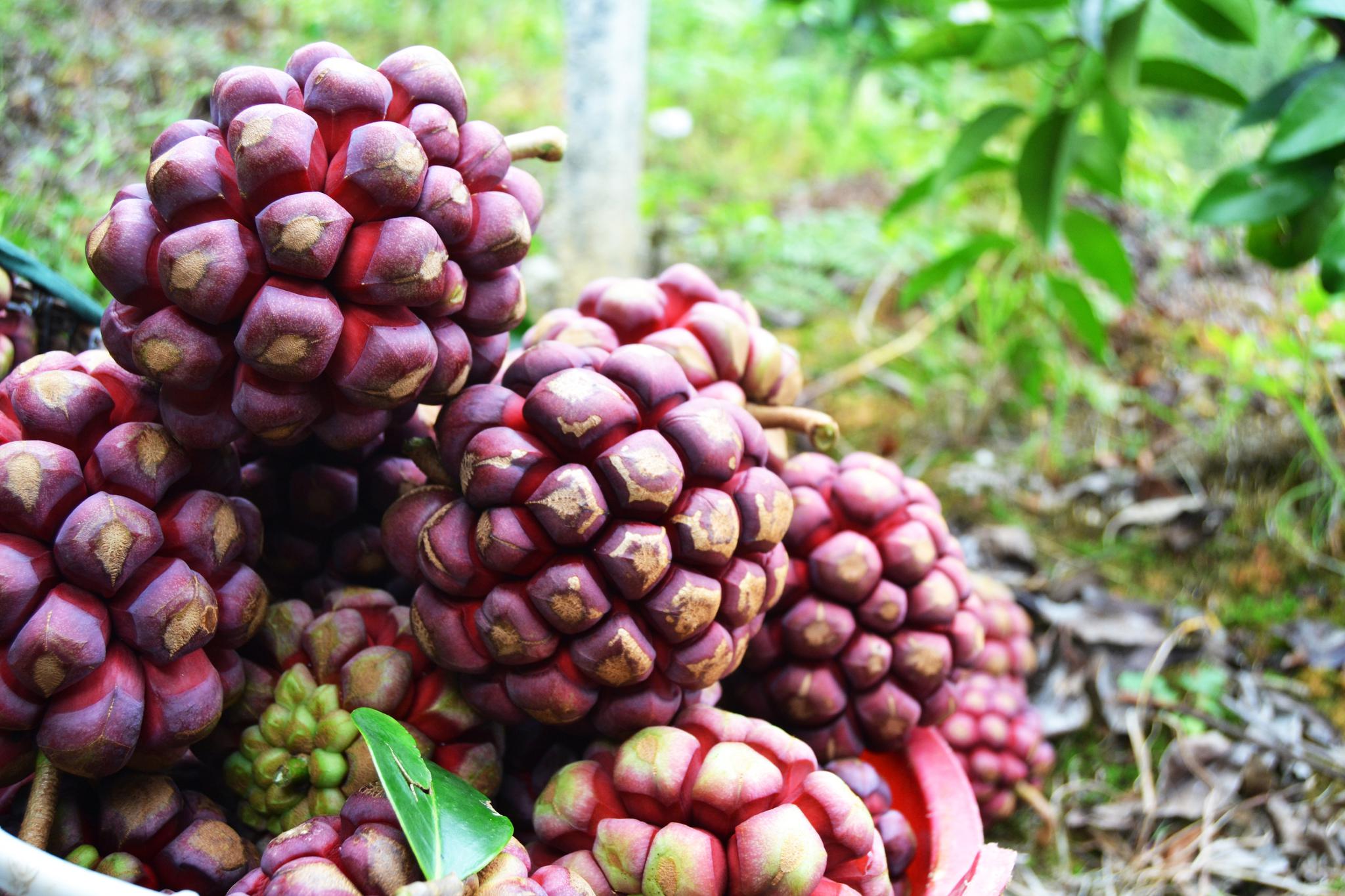 贵州布福娜发源地,80后大学生返乡创业,种植黑老虎带领村民脱贫