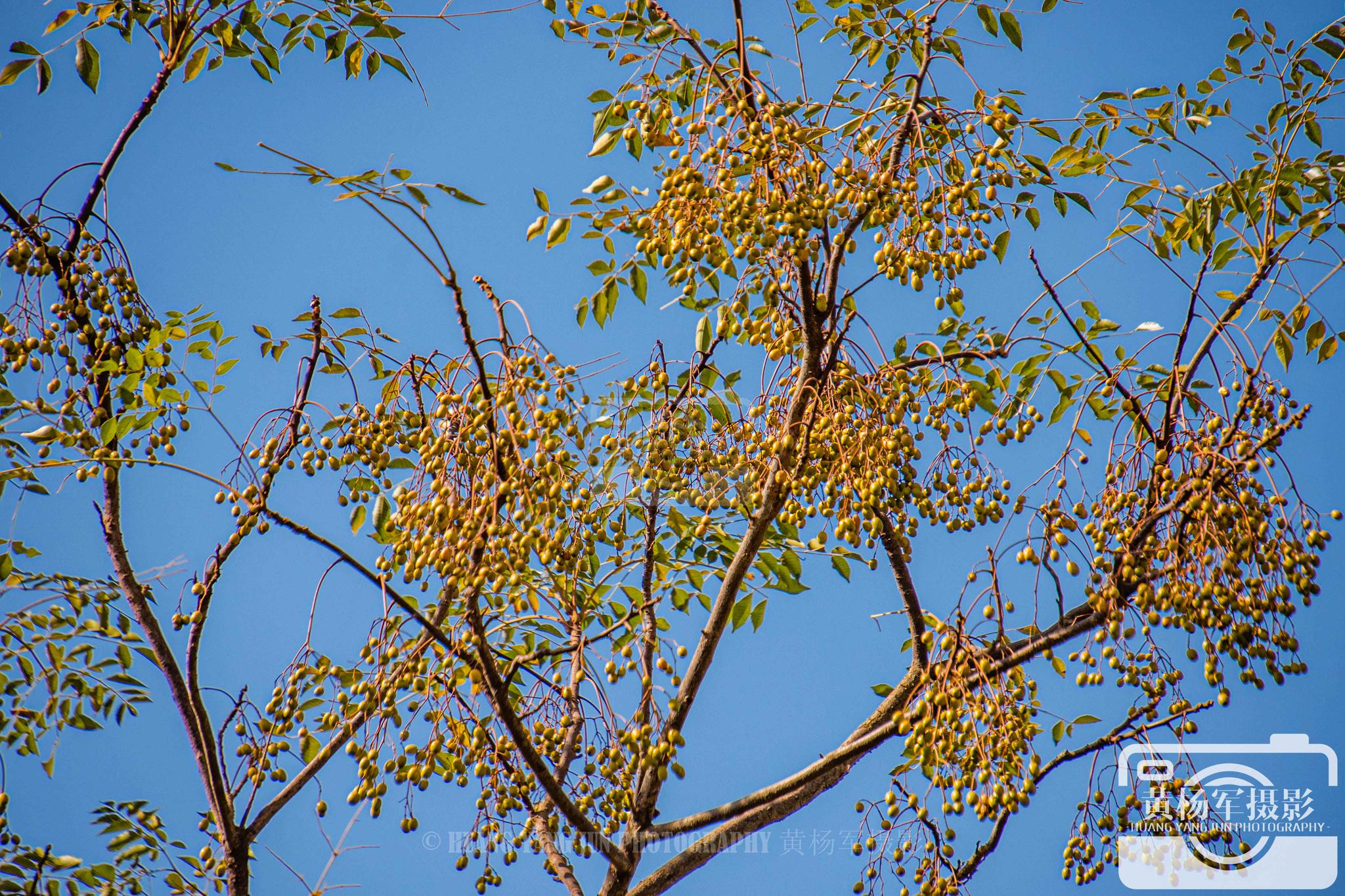 蓝天下苦楝树的果实_高清图集_新浪网