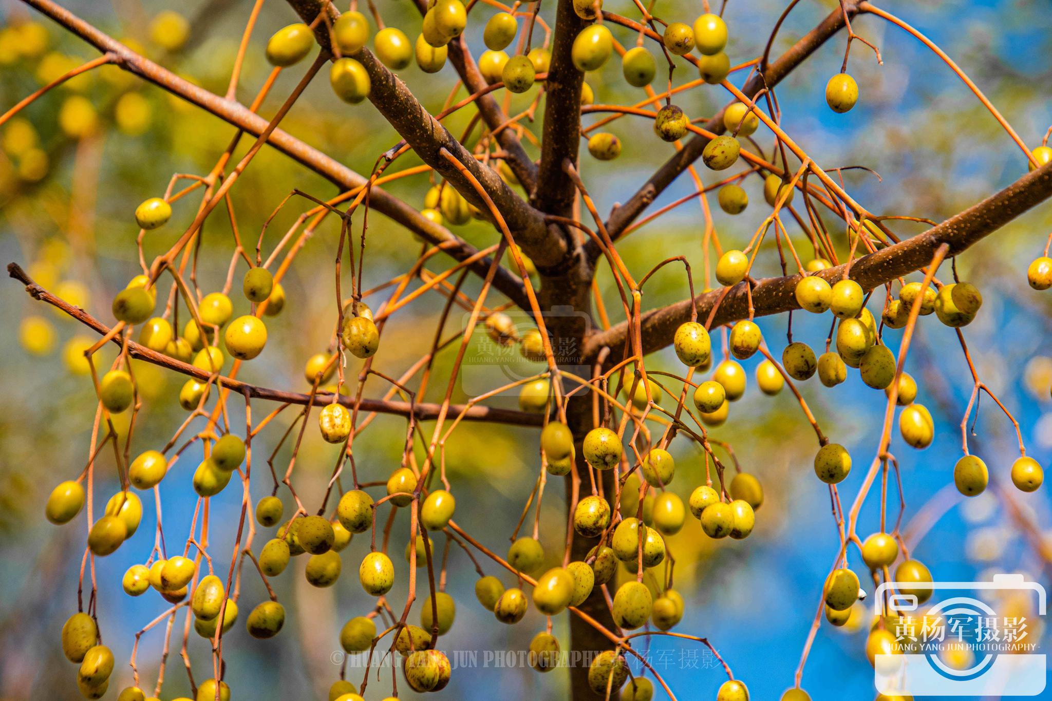 蓝天下苦楝树的果实
