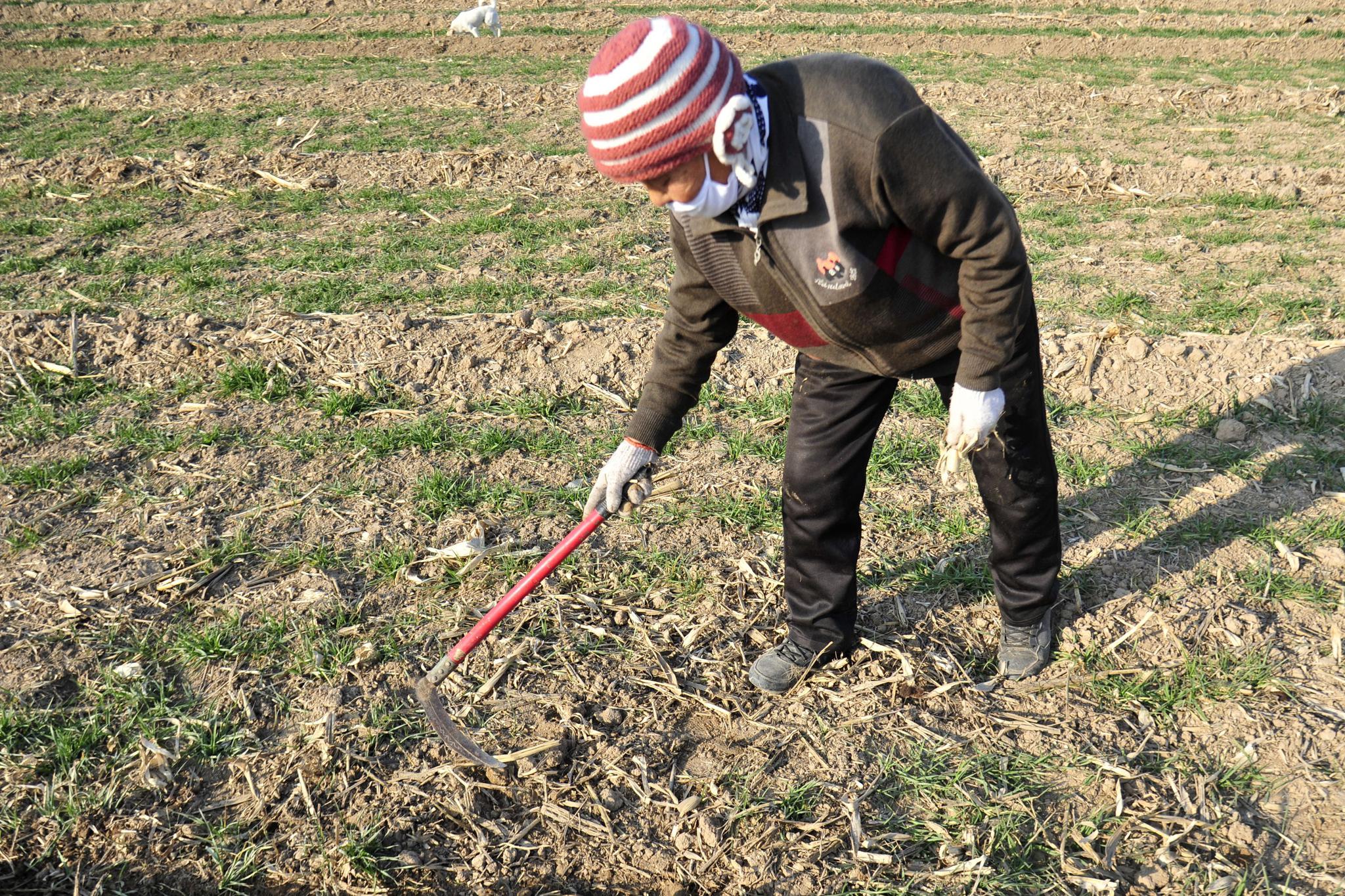 86岁农村老奶奶种地20年,养活儿子1家人,咋回事